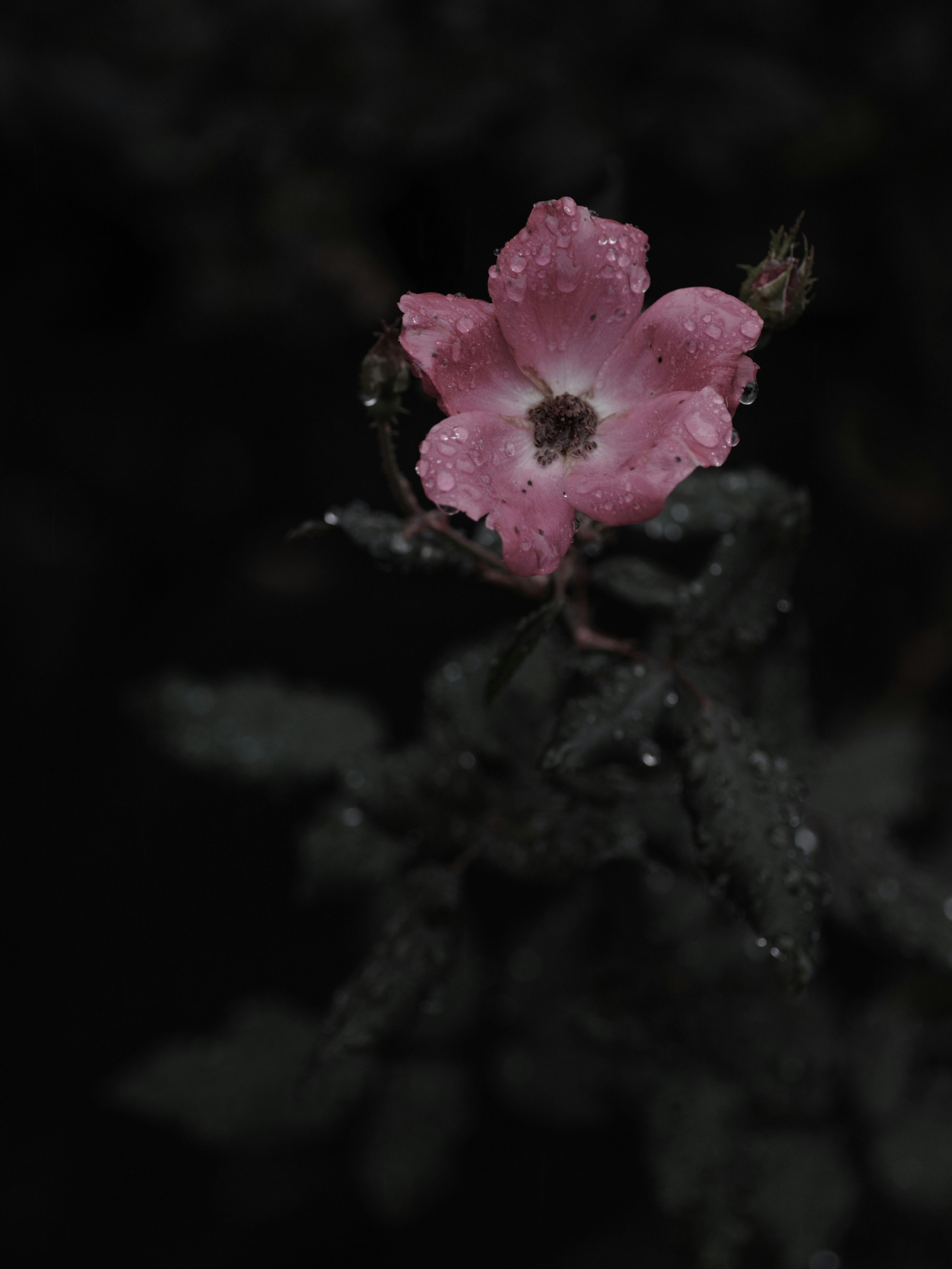 Fiore rosa con foglie verde scuro su uno sfondo oscuro