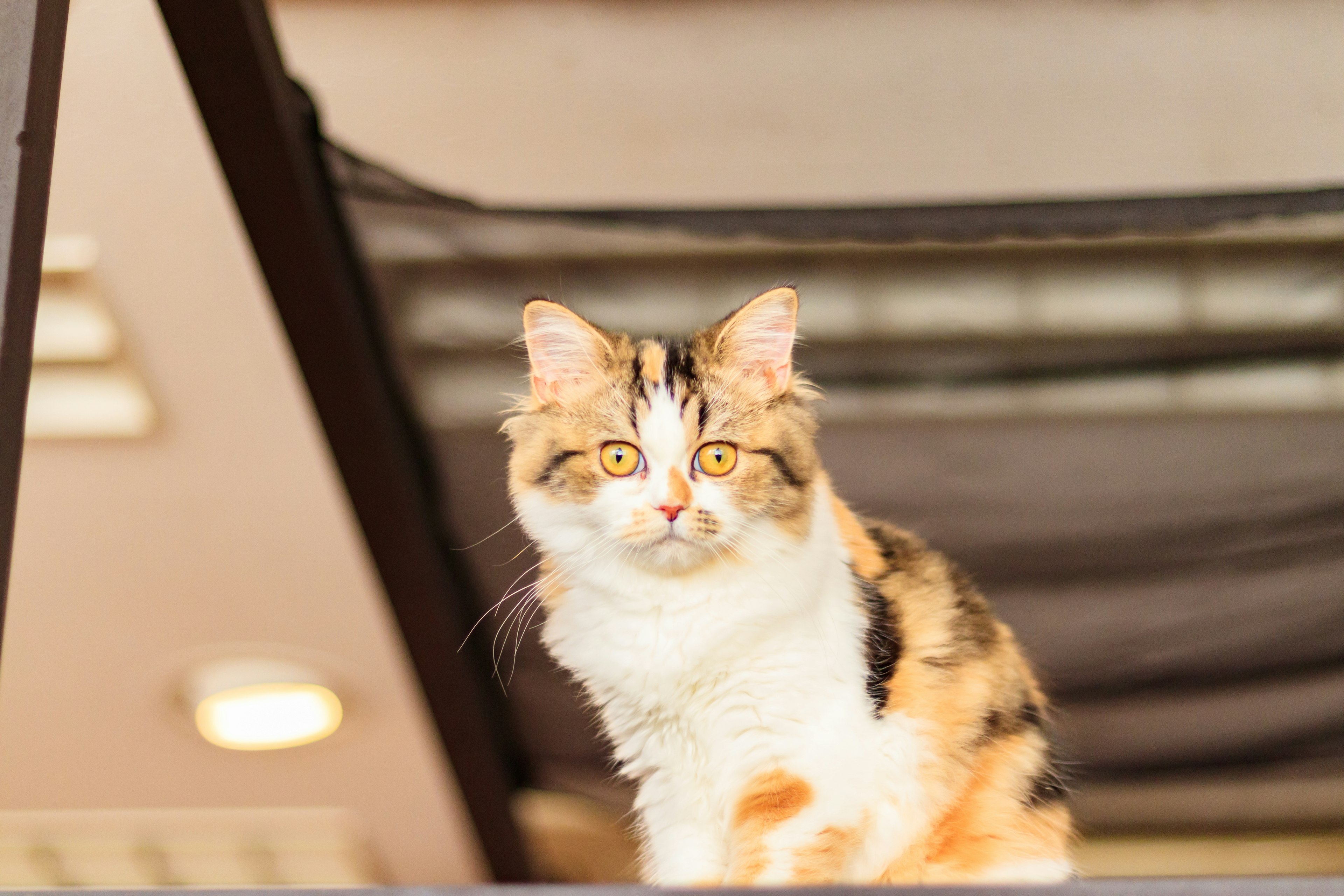 Gatto calico con pelo arancione e bianco che guarda verso la macchina fotografica