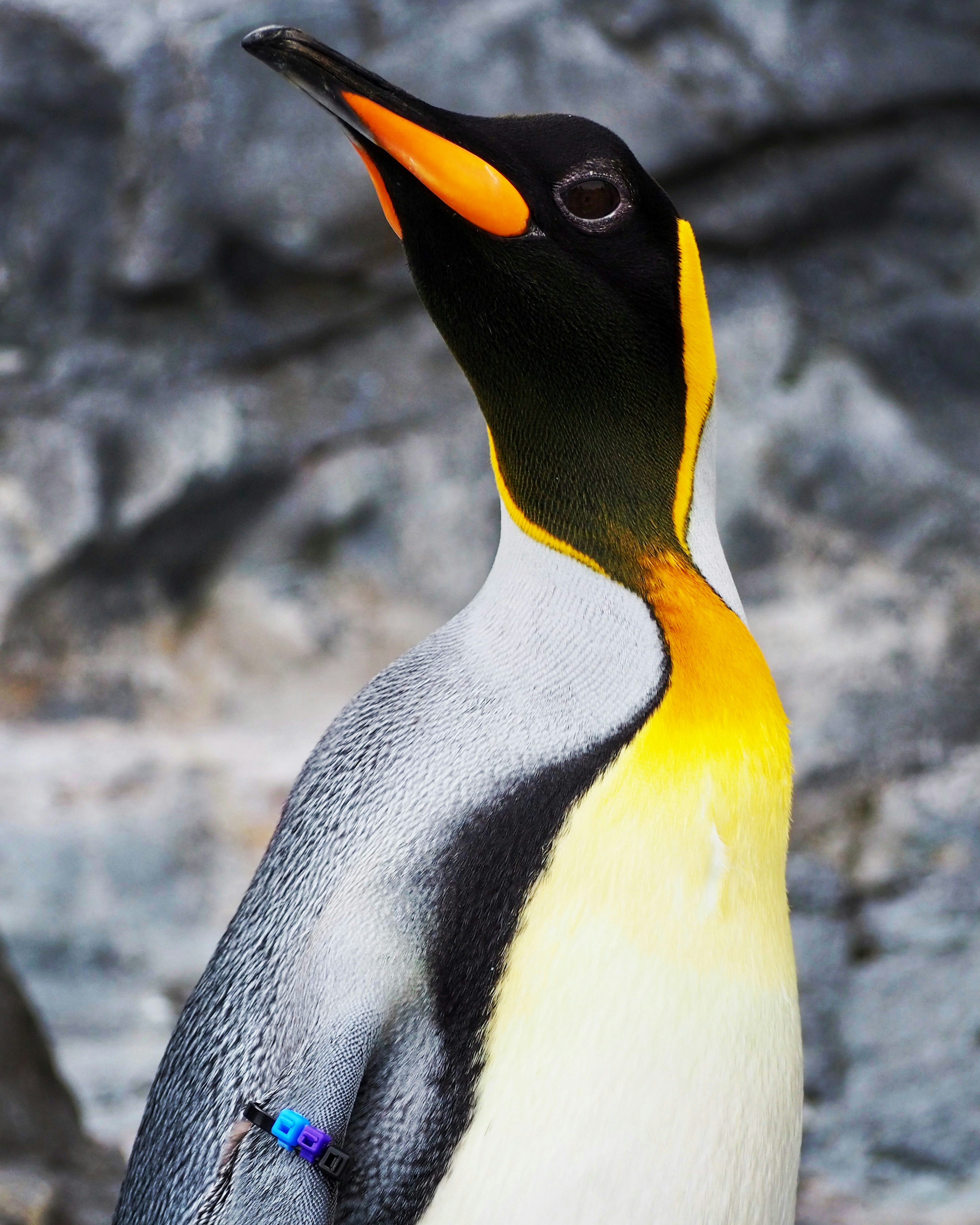 Gros plan d'un pingouin empereur avec des marques vibrantes orange et jaune