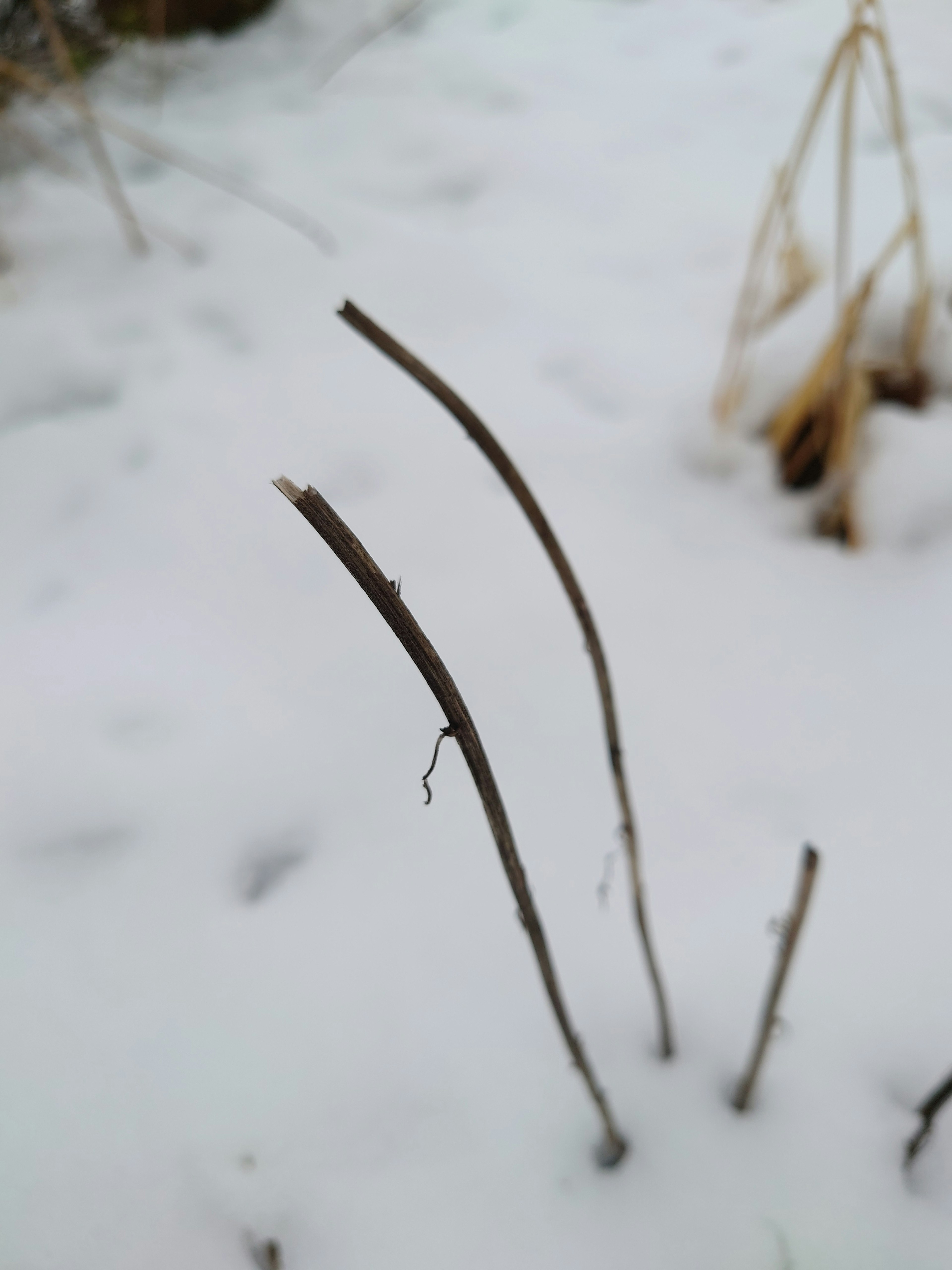 两根细枝站在雪上，背景为白色雪