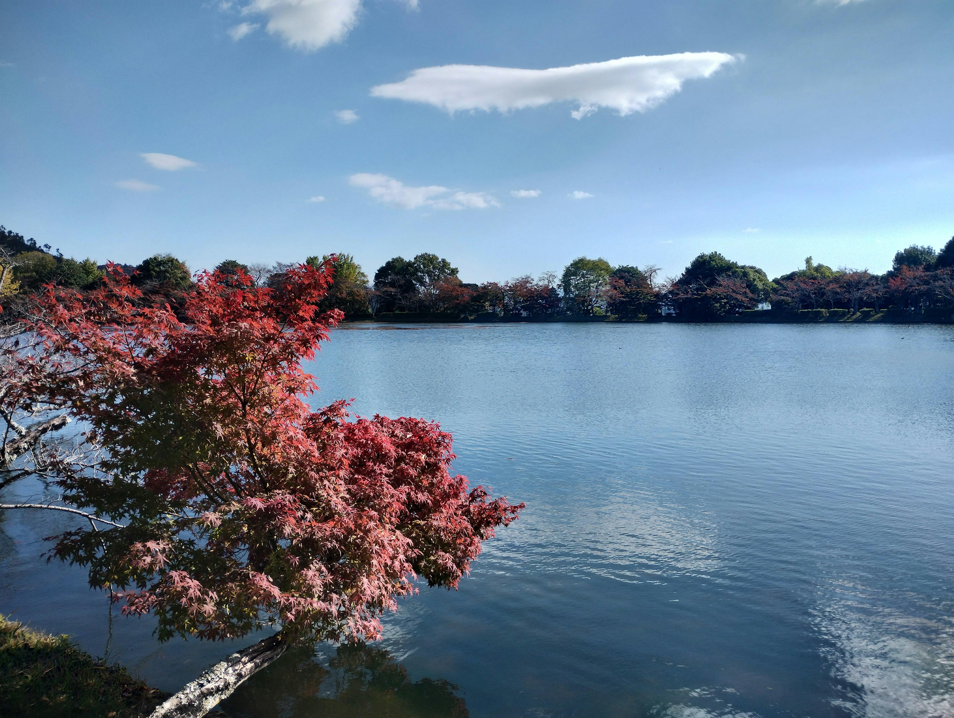 Malersicher Blick auf einen See mit einem rotblättrigen Baum und blauem Himmel