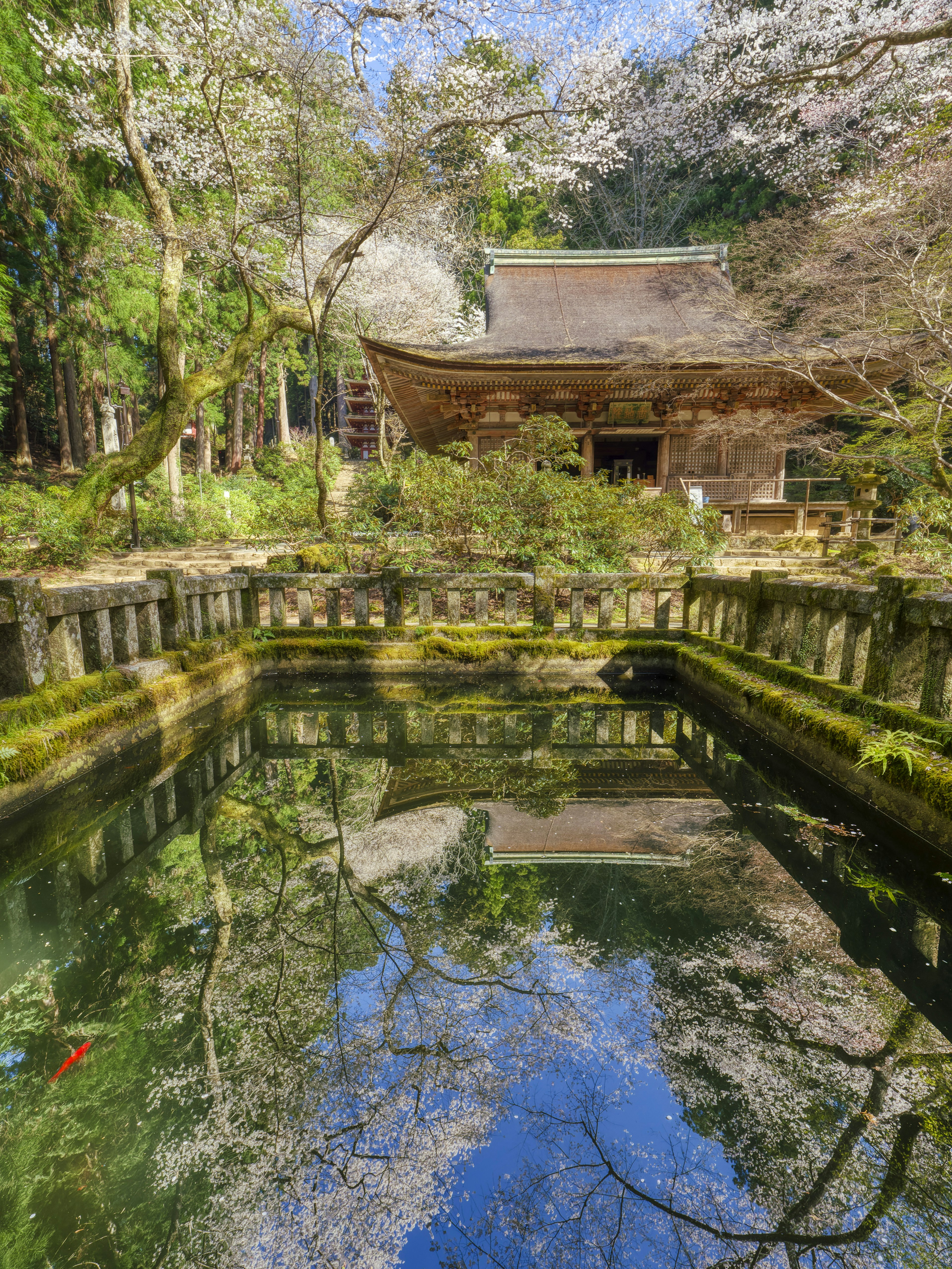 Malersicher Blick auf einen alten Tempel umgeben von Kirschblütenbäumen und einem ruhigen Teich