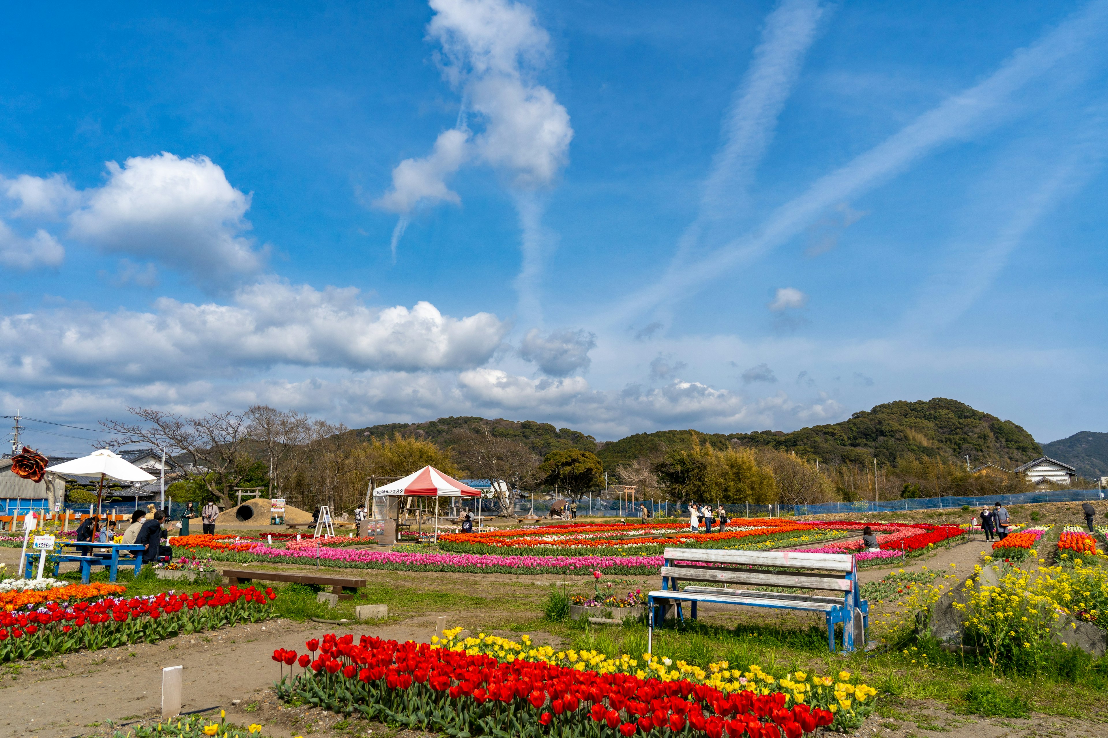 Champ de tulipes colorées sous un ciel bleu