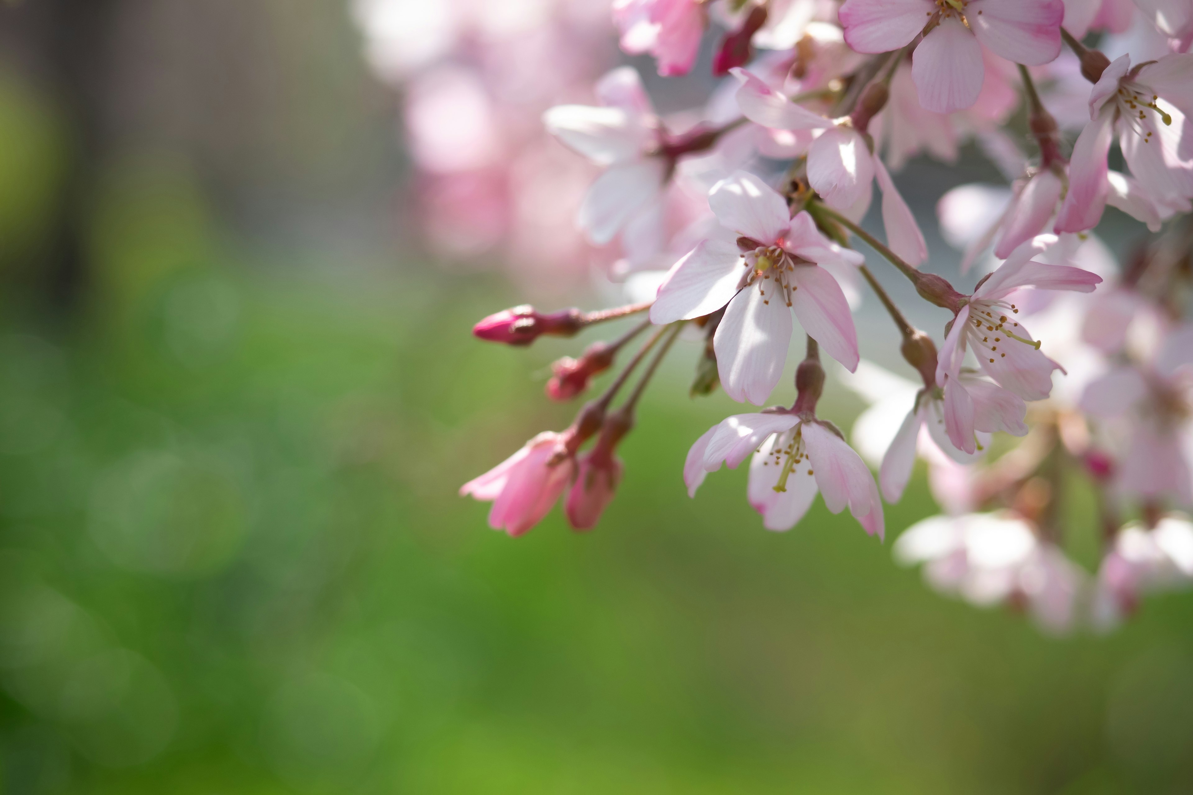 Cherry blossoms in bloom with pink petals against a green background