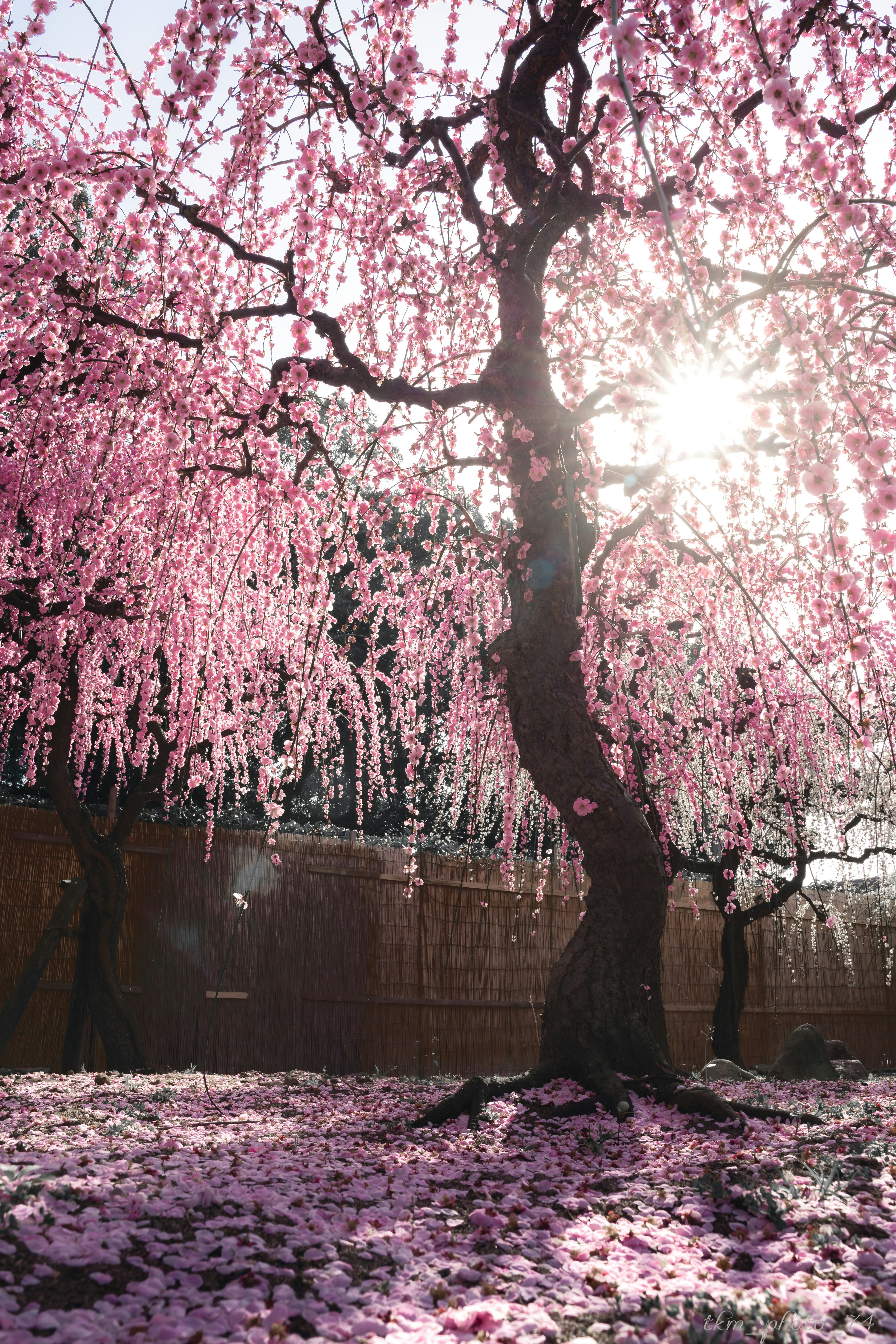 A weeping cherry tree in full bloom with sunlight filtering through