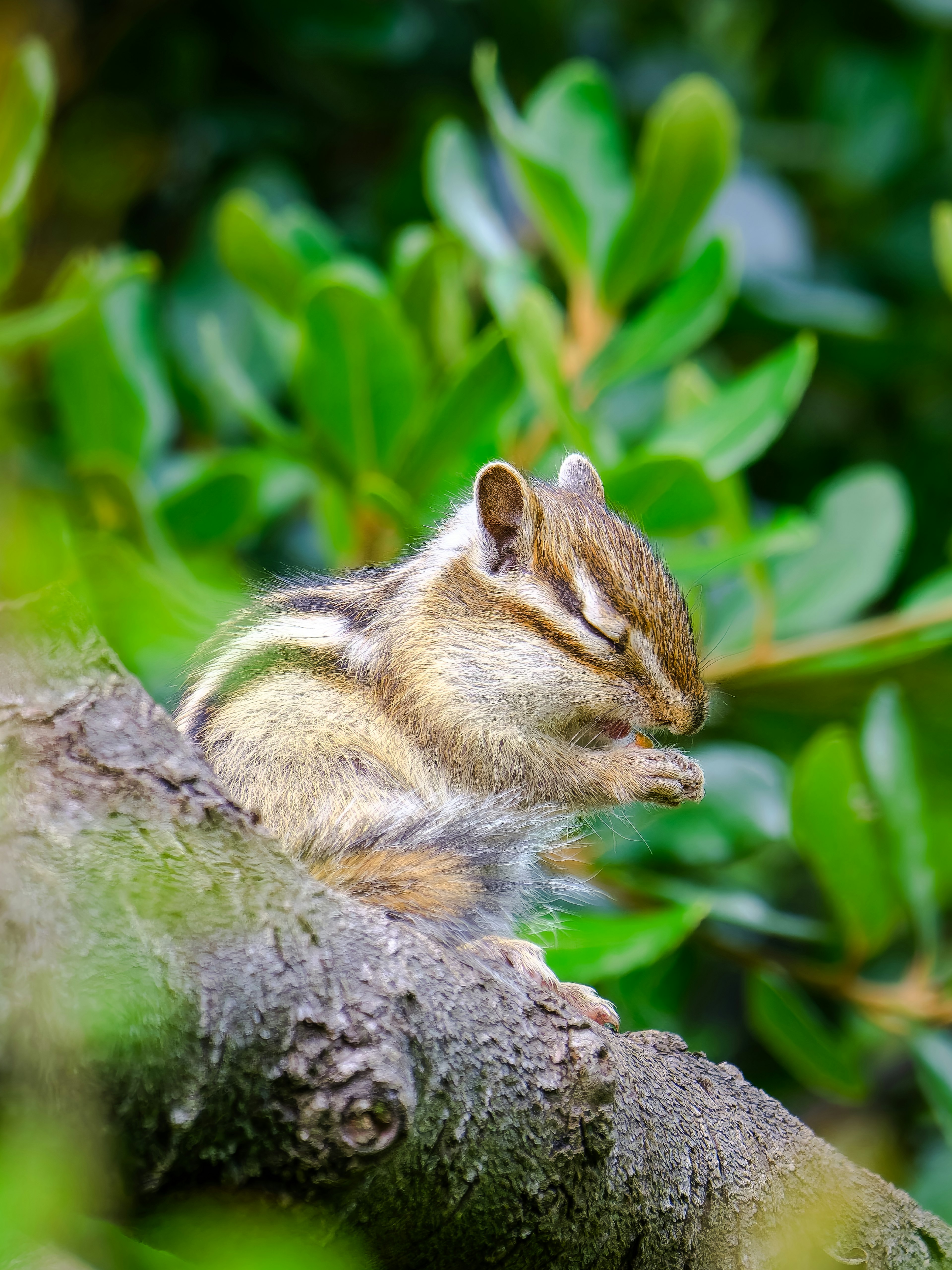 Una pequeña ardilla listada limpiando sus patas en una rama de árbol rodeada de hojas verdes