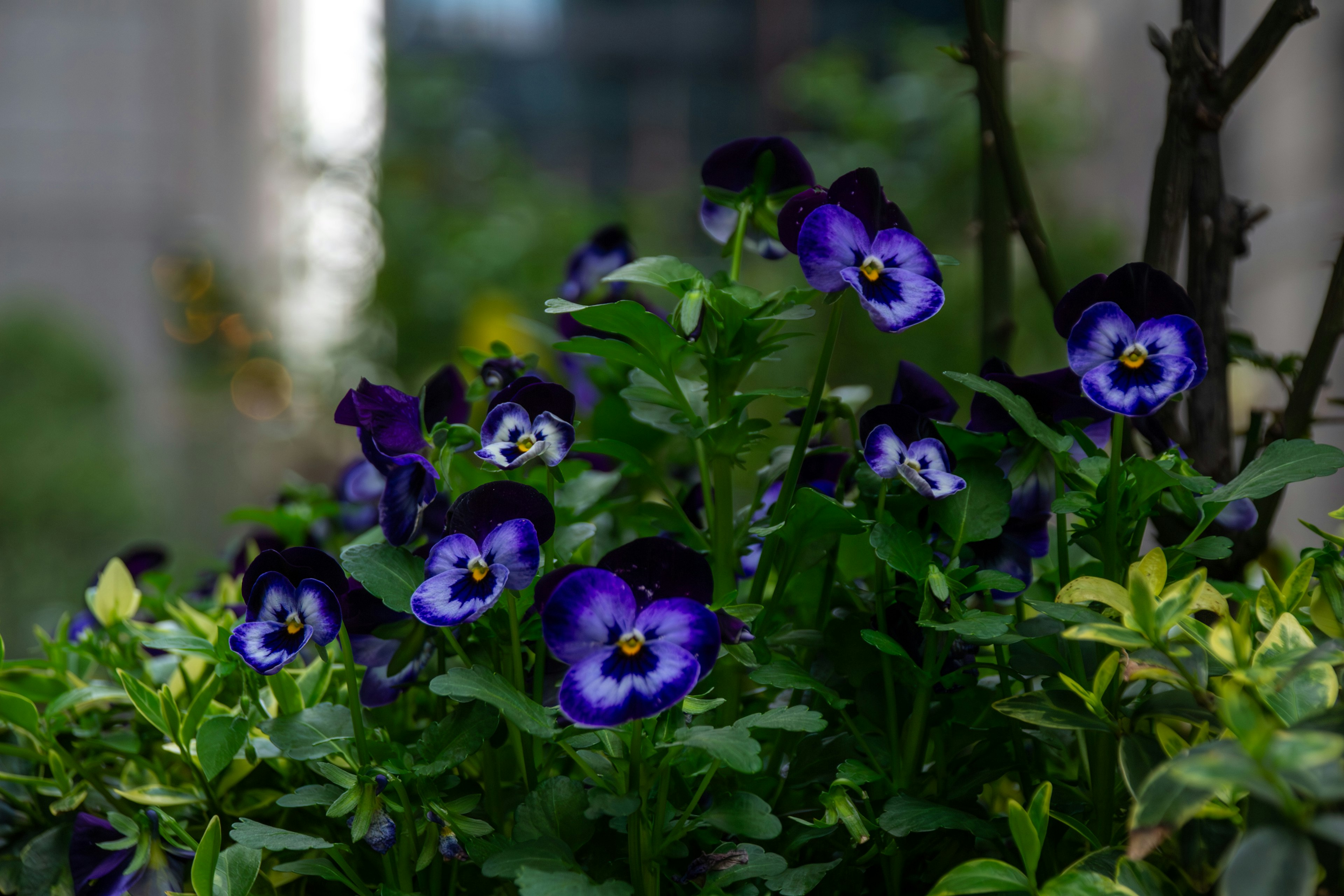 紫色のパンジーの花が咲いている緑の植物のクローズアップ