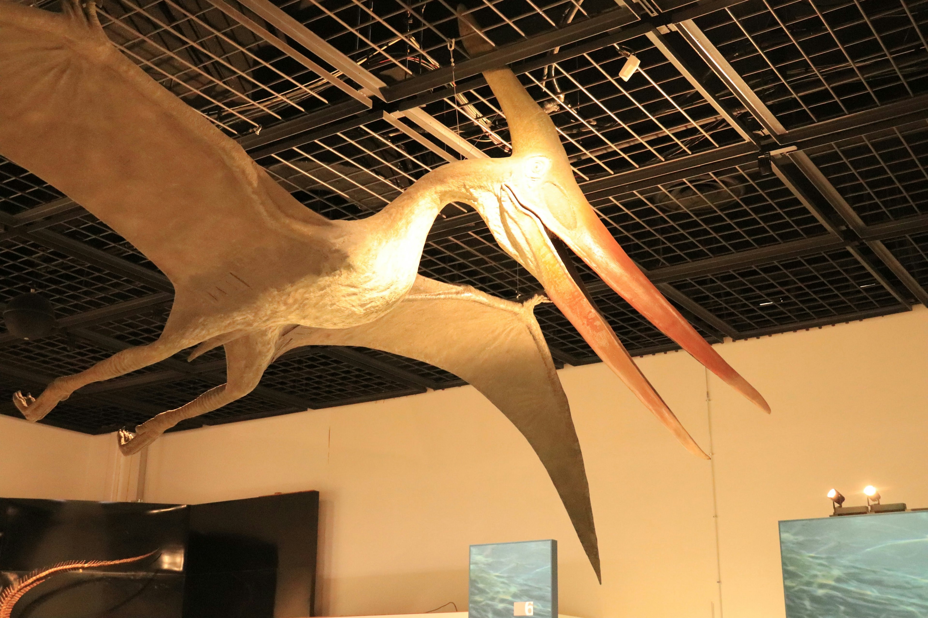 A large pterosaur model with outstretched wings hanging from the ceiling