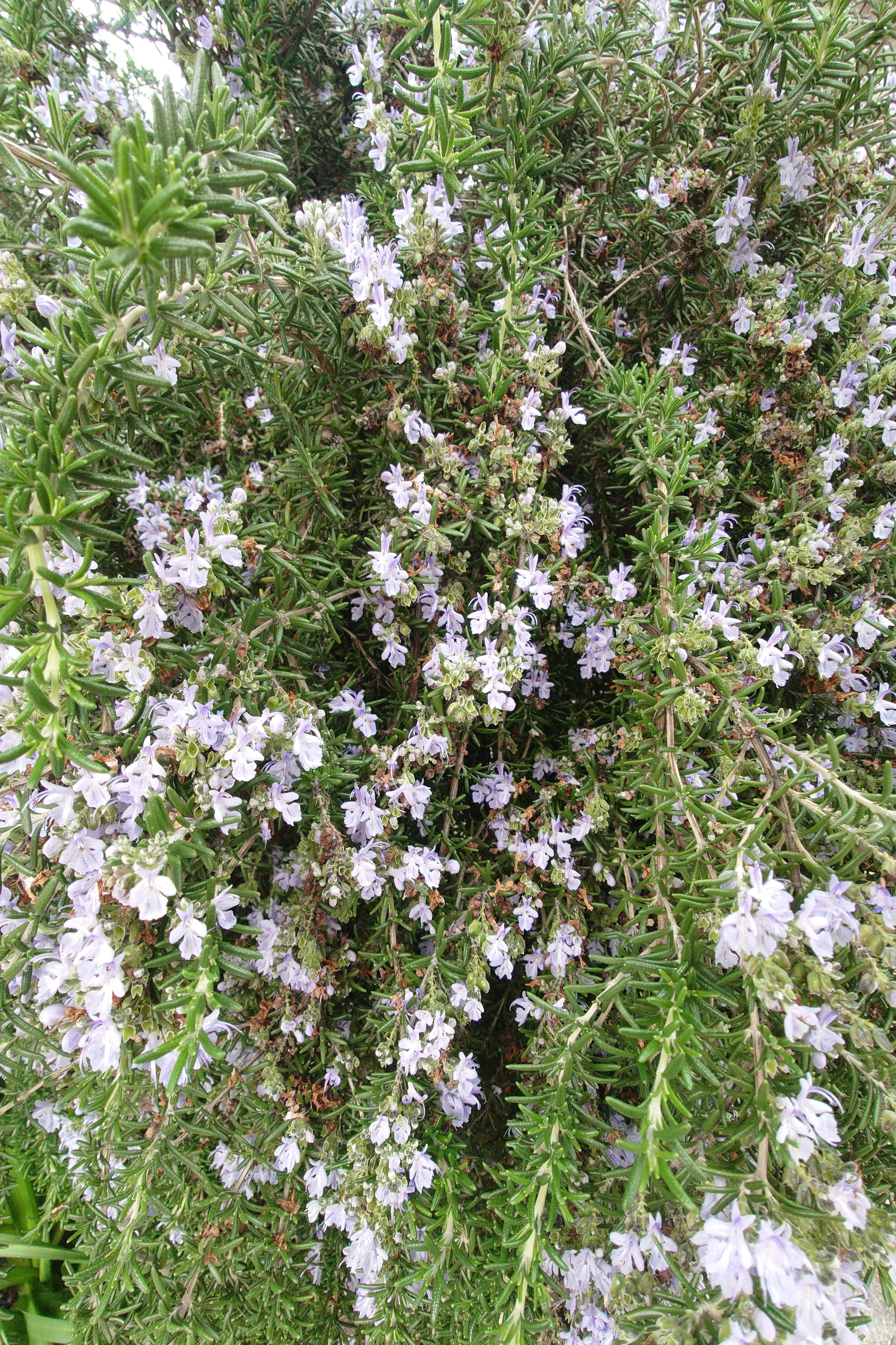 Close-up tanaman rosemary dengan bunga ungu muda