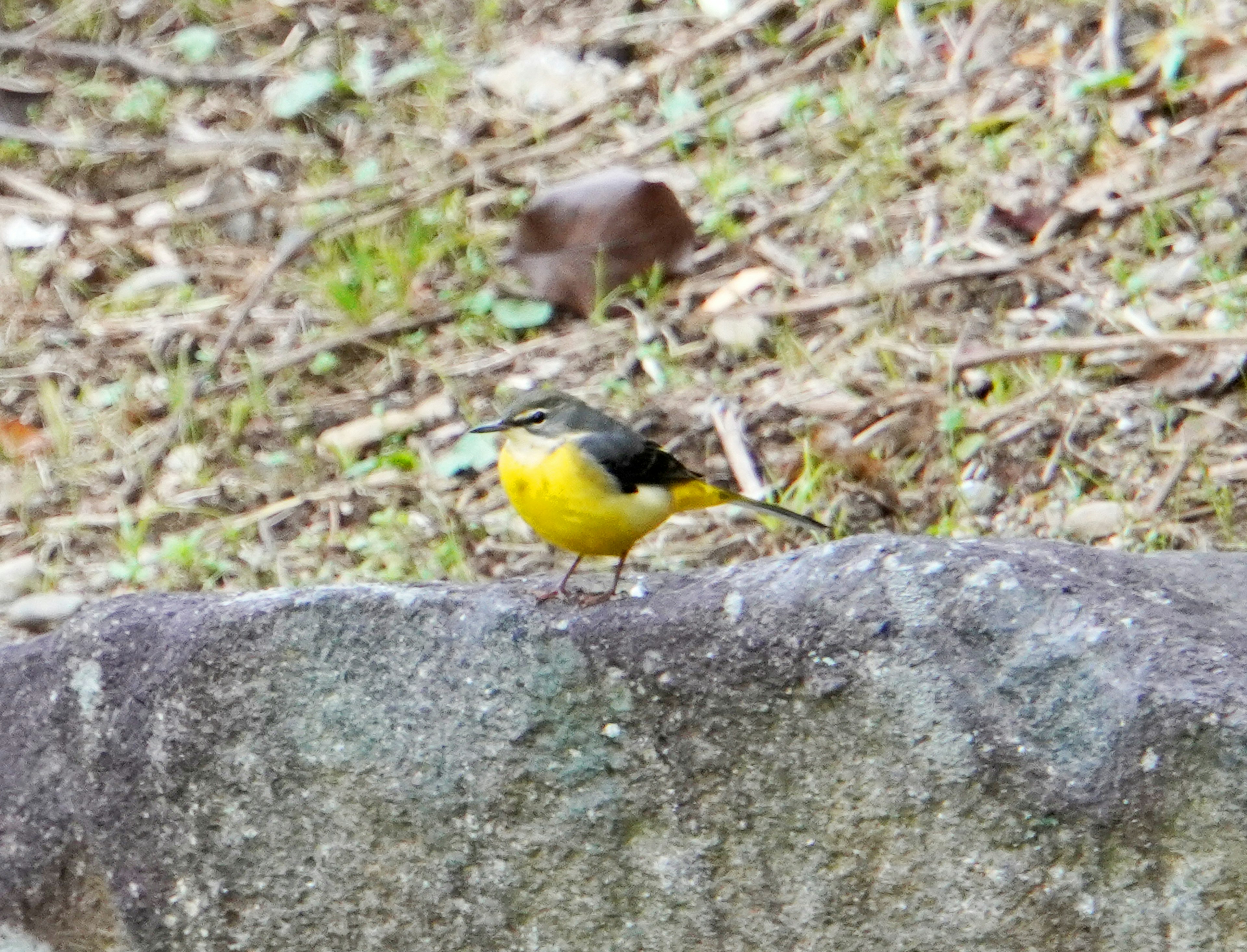 A yellow bird perched on a rock