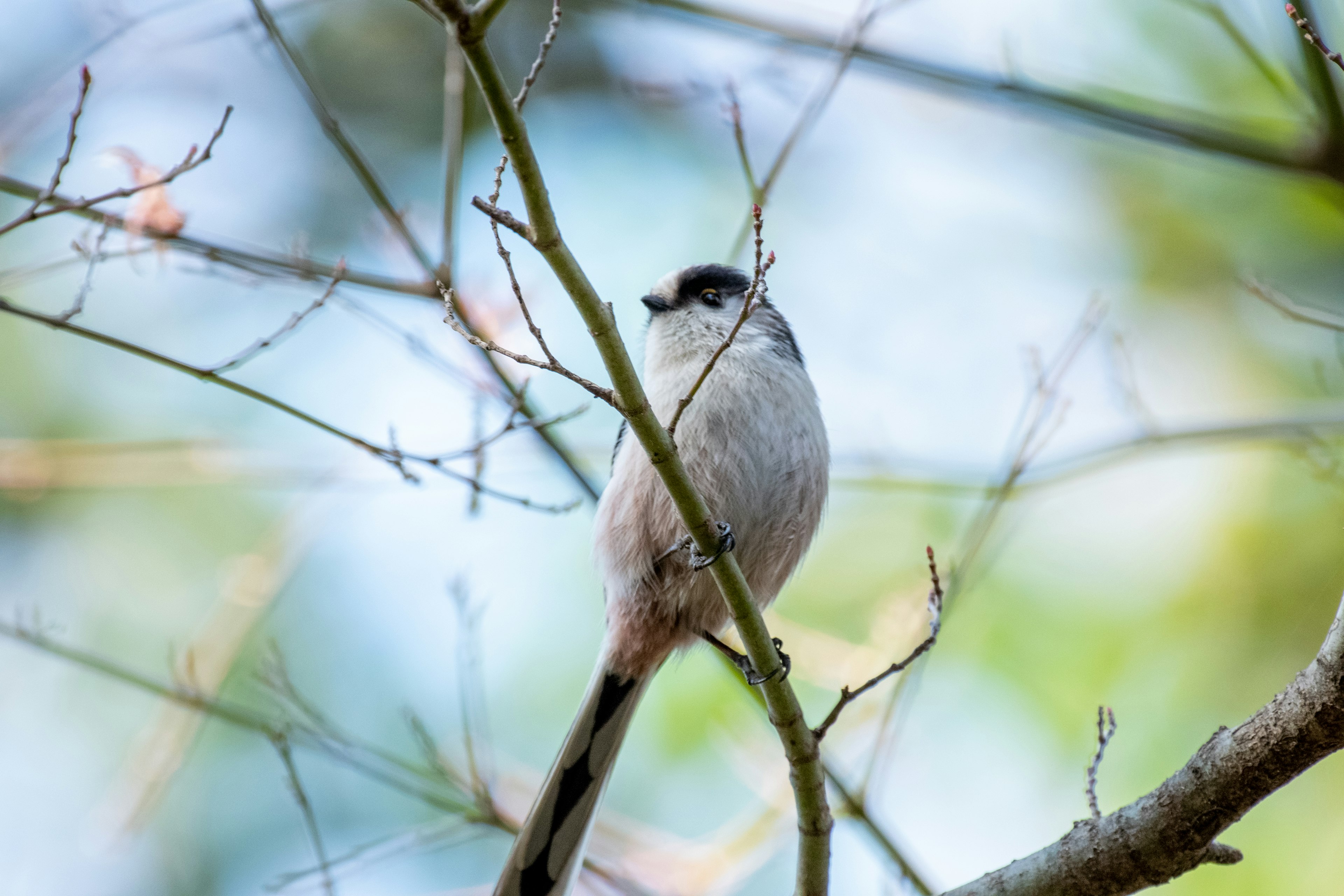 A small bird perched on a branch