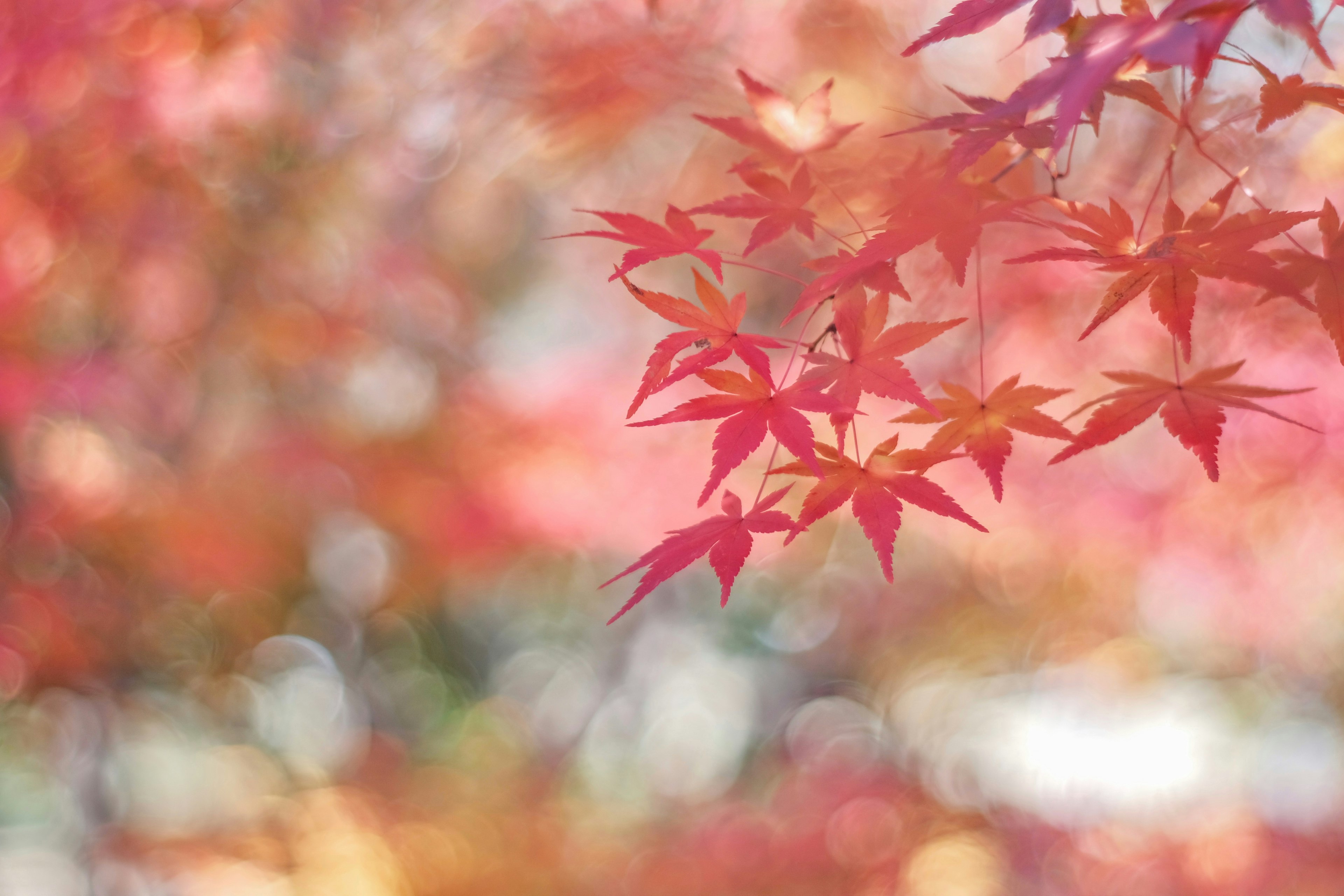 Feuilles d'érable rouges vives sur un fond légèrement flou