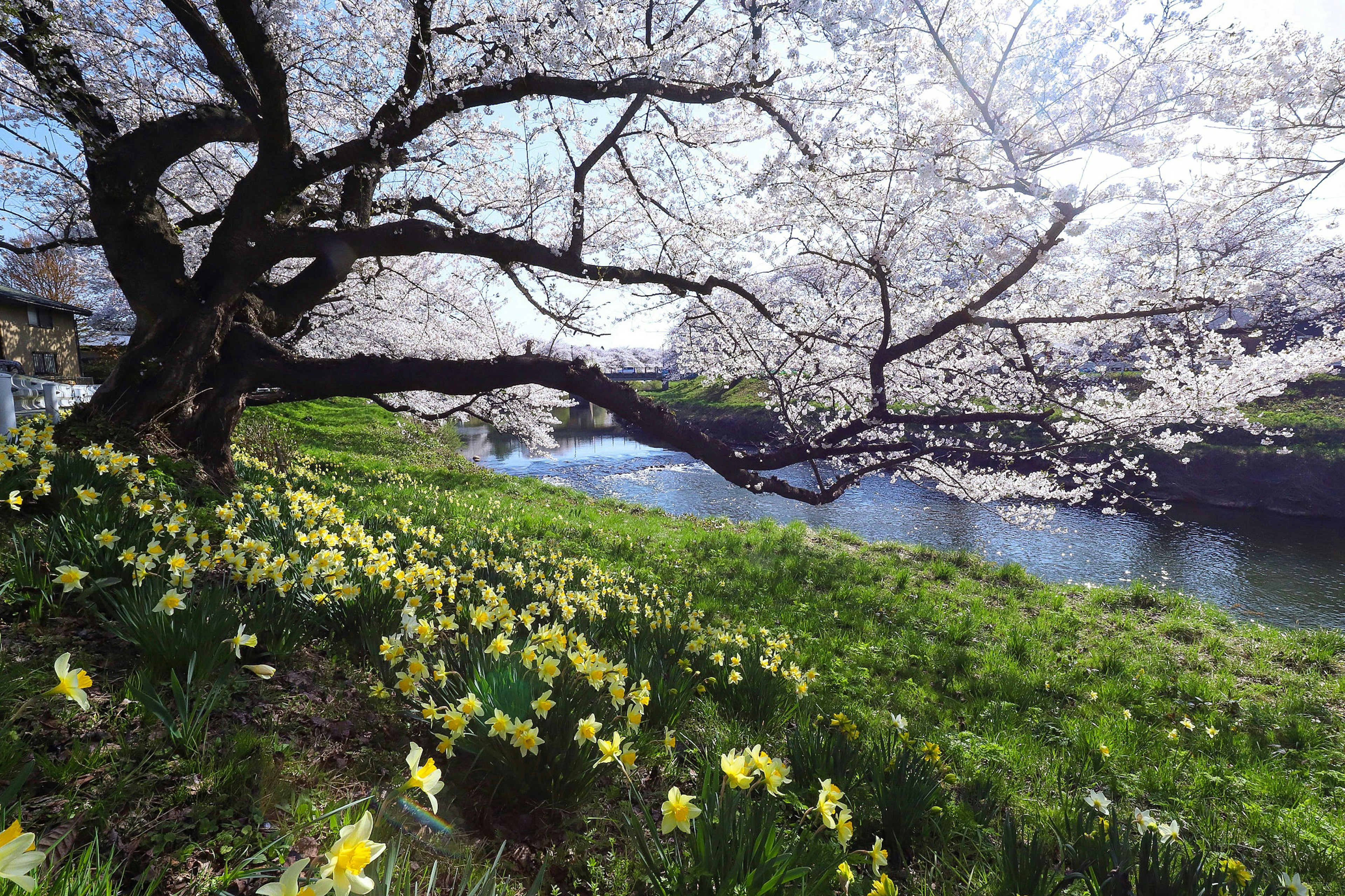 Pohon sakura dengan daffodil kuning di tepi sungai