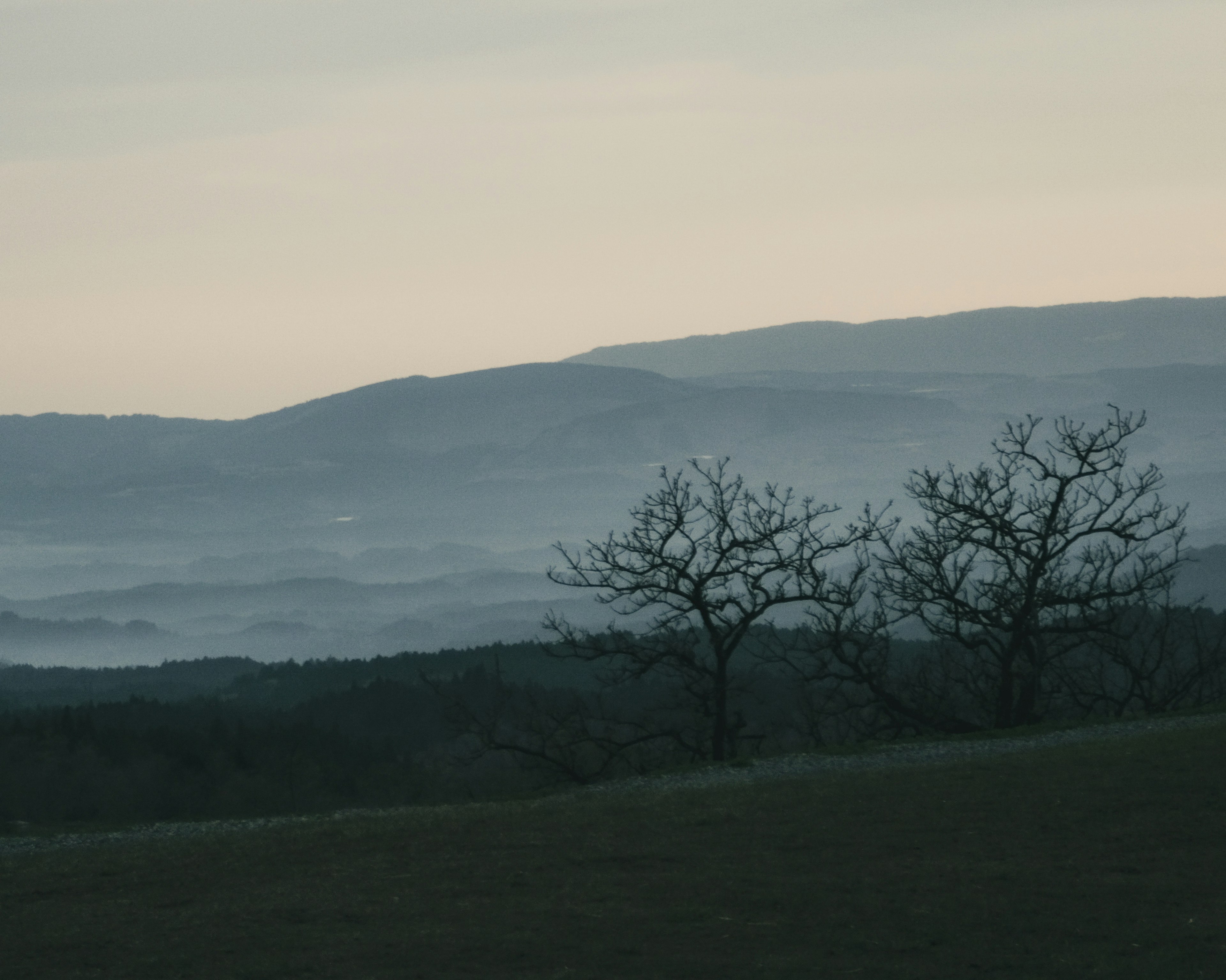 Silhouette d'arbres contre des montagnes brumeuses en arrière-plan