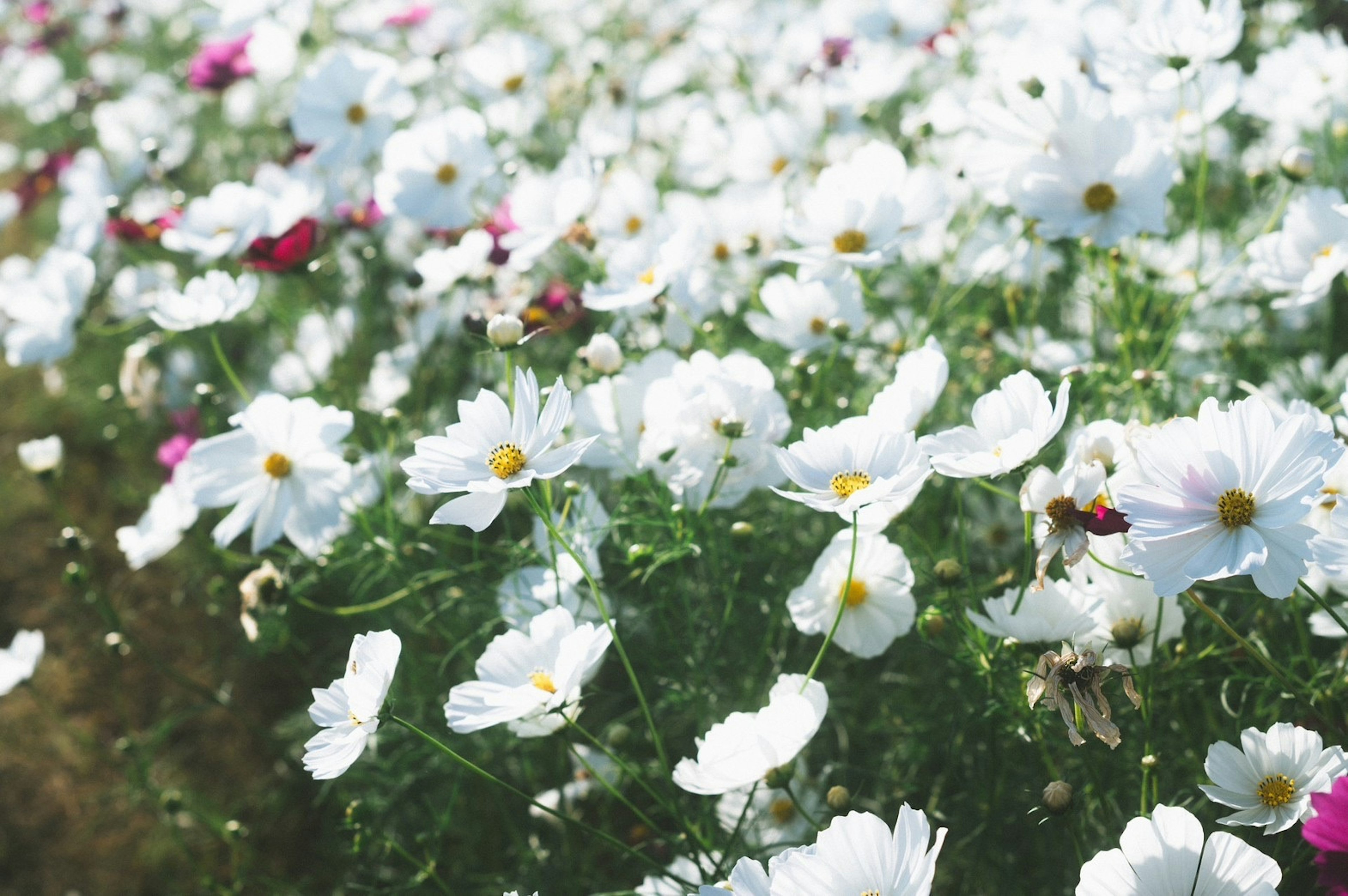 白い花とピンクの花が咲くコスモス畑の美しい風景