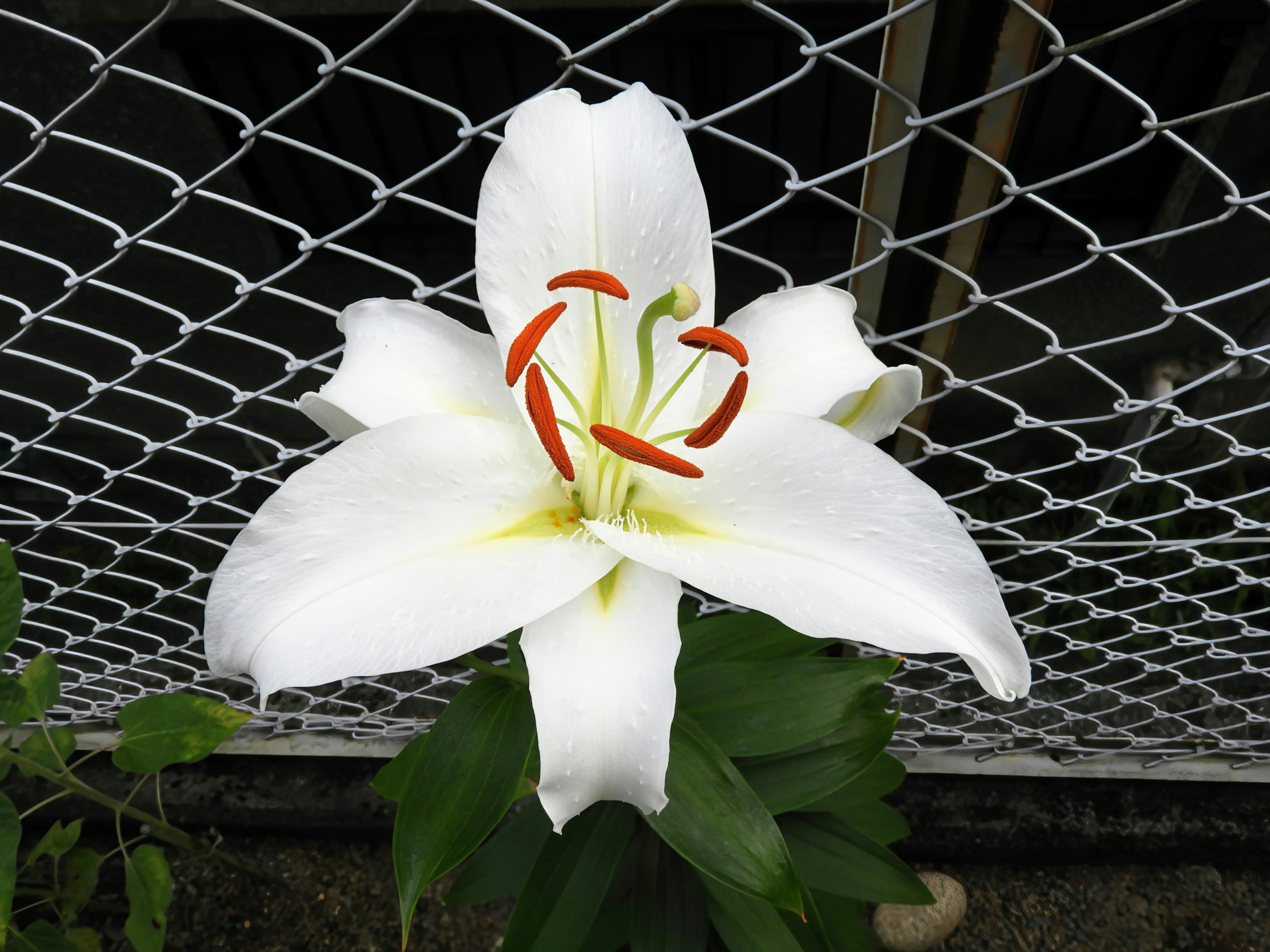 Sebuah bunga lily putih yang indah mekar dengan pagar jala di latar belakang