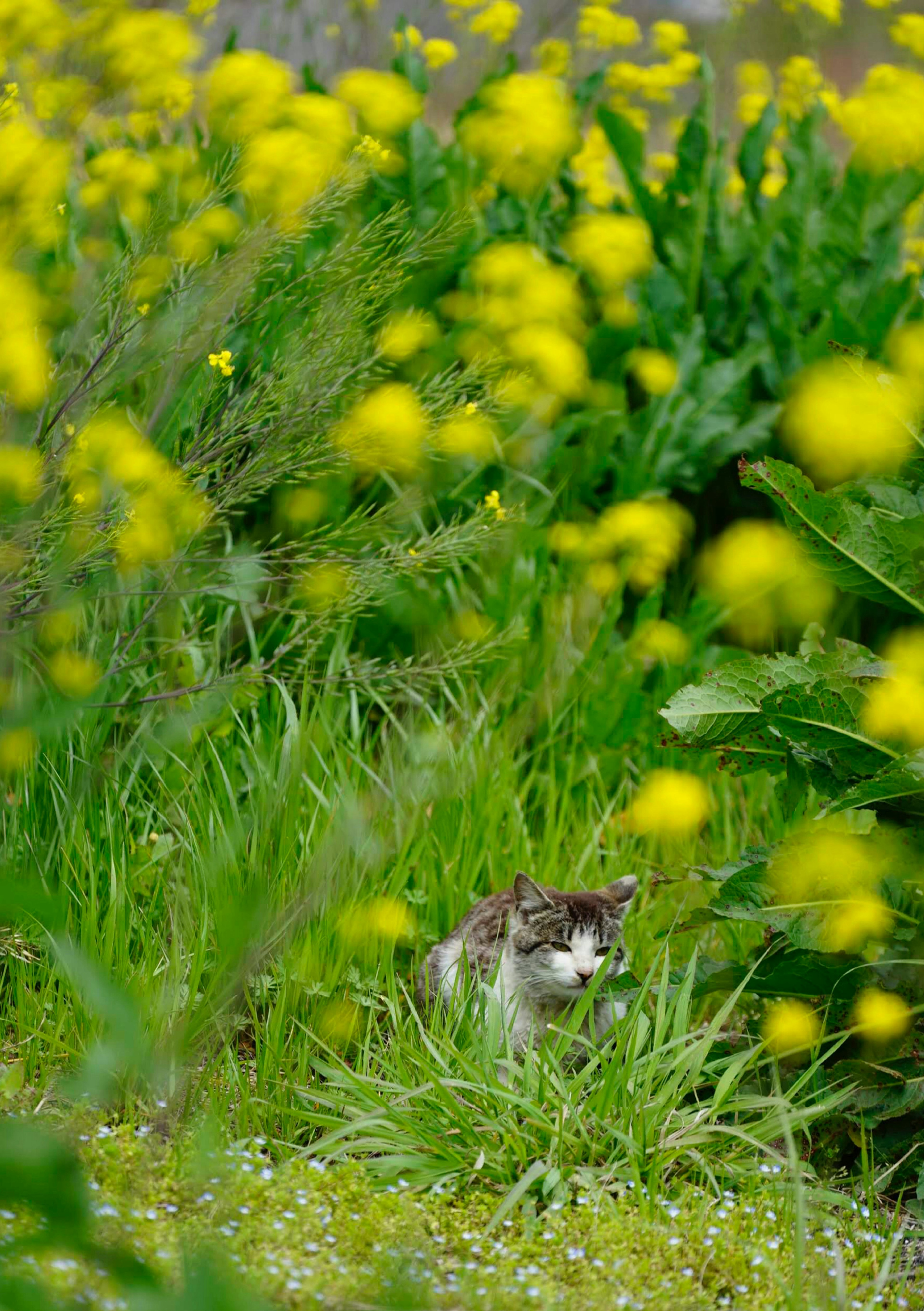 Un chat caché parmi des fleurs jaunes vives dans un champ vert