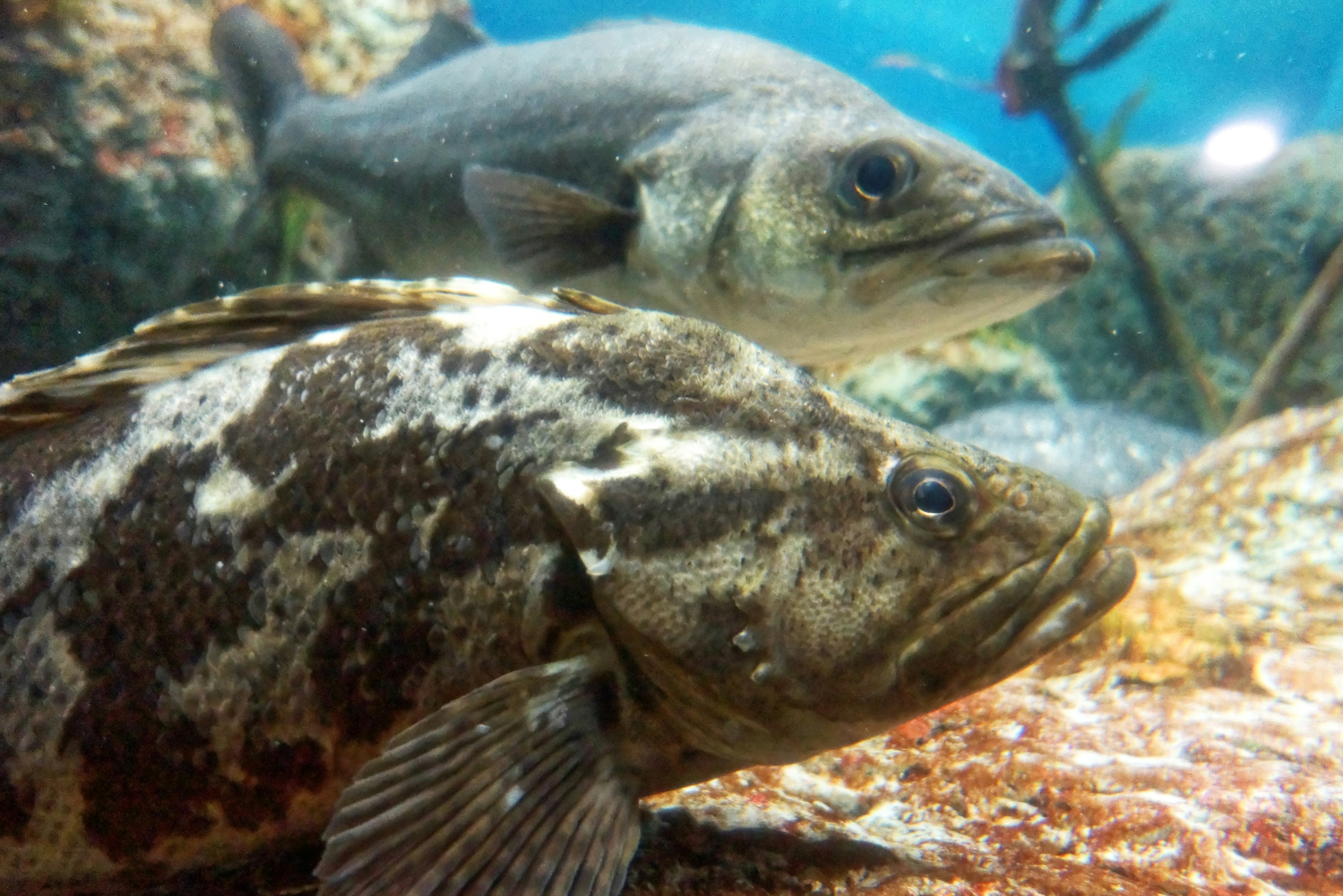 Zwei Fische, die unter Wasser zwischen Felsen schwimmen