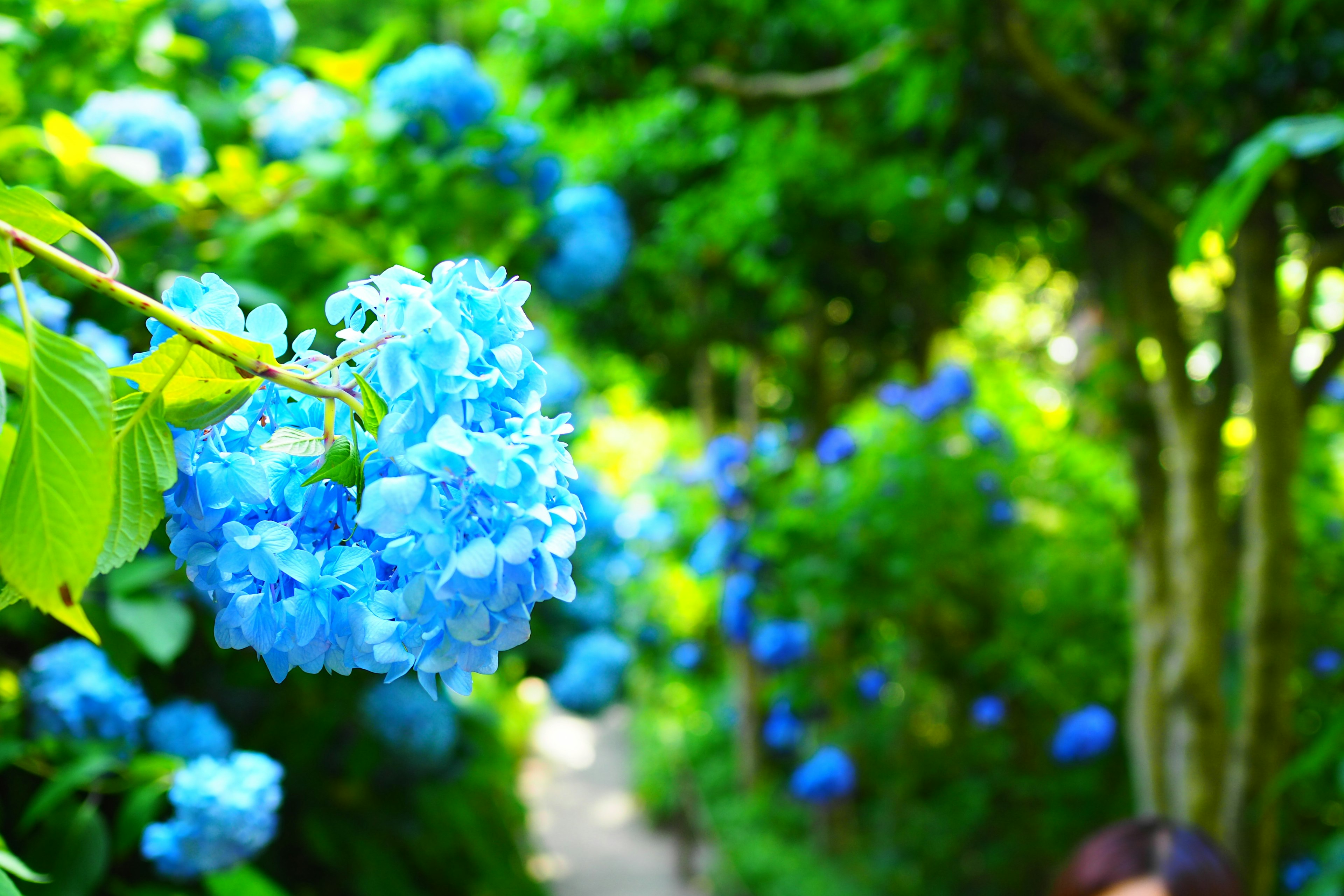 Pathway lined with vibrant blue hydrangea flowers and lush greenery