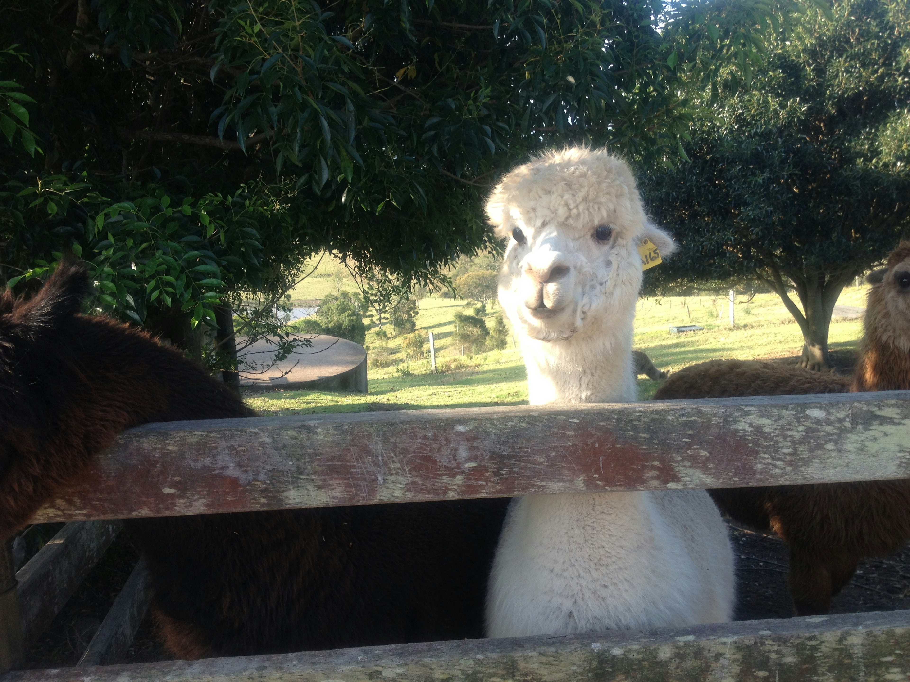 An alpaca peeking over a fence with a bright expression