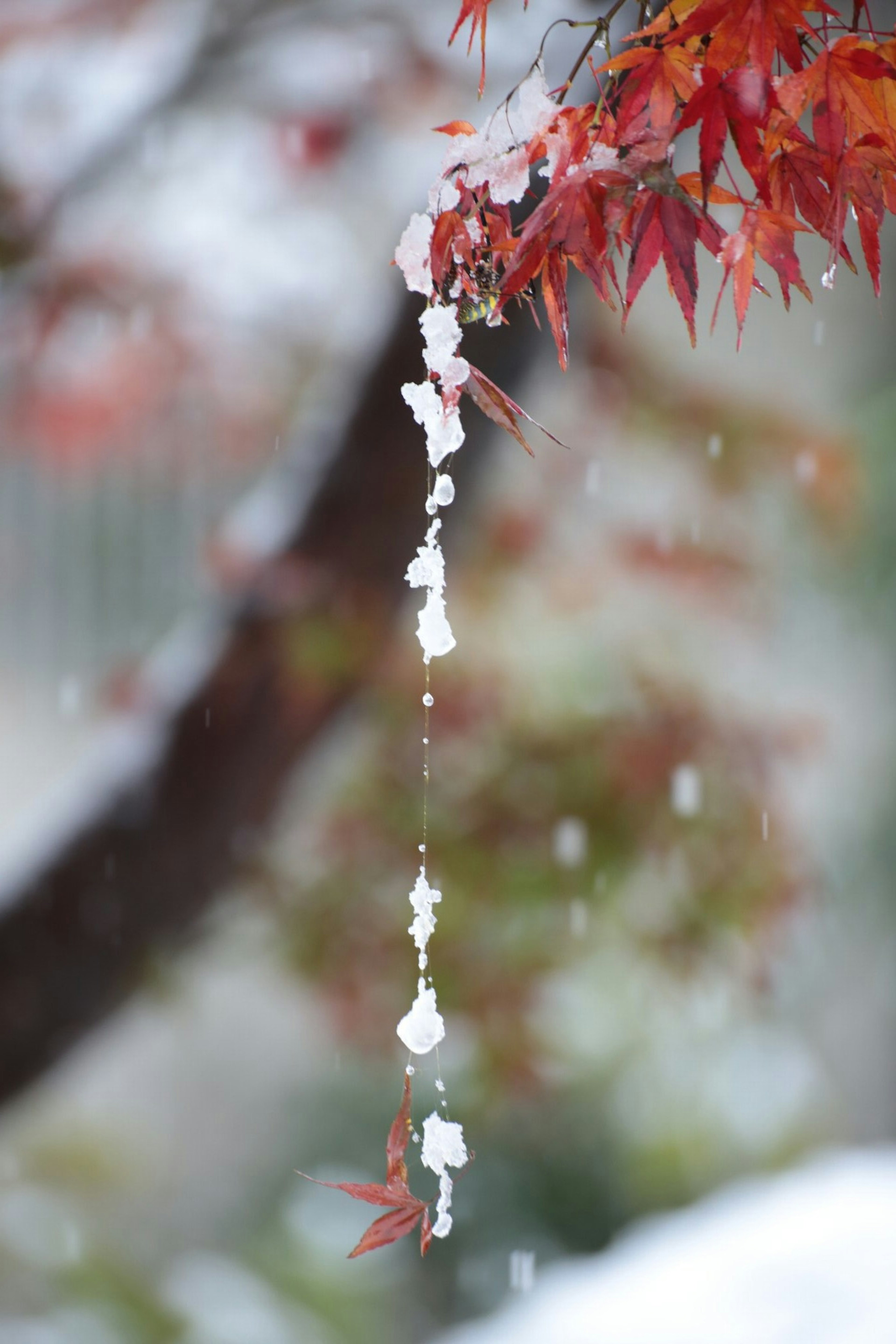 Red maple leaves with snow droplets hanging