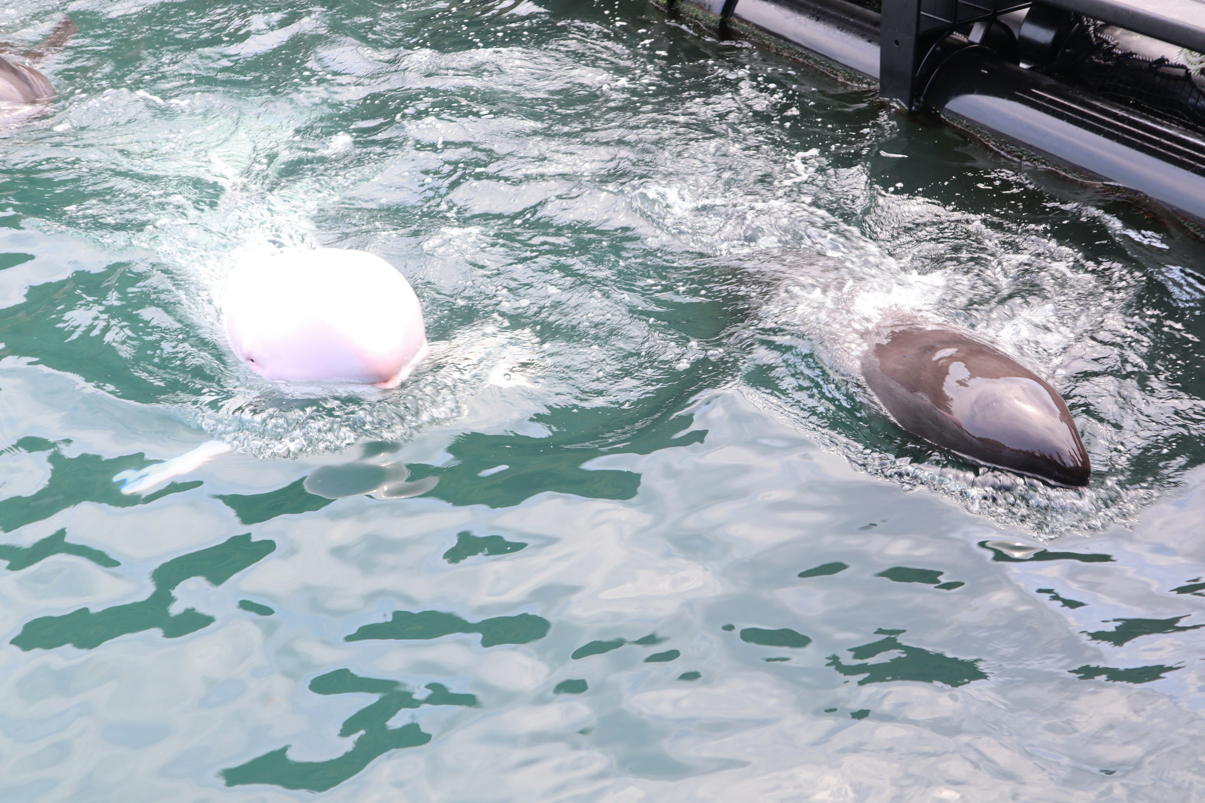 水中で泳ぐ2匹のイルカの姿白いイルカと黒いイルカの対比