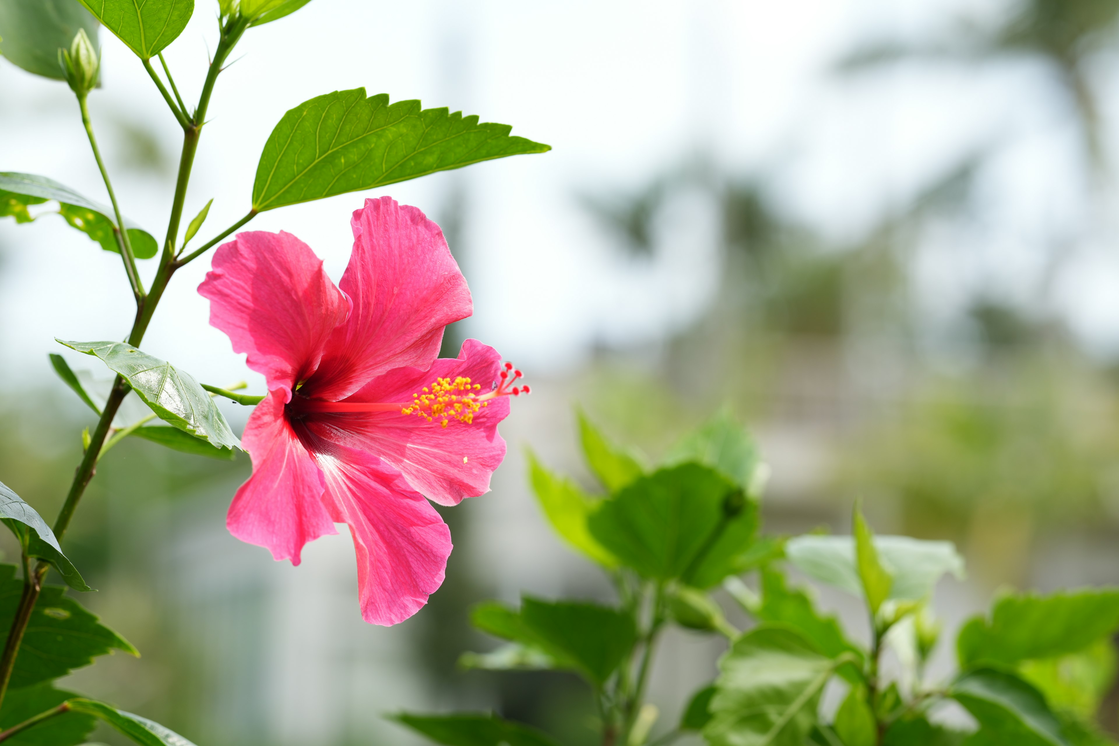 Lebendige rosa Hibiskusblüte mit grünen Blättern