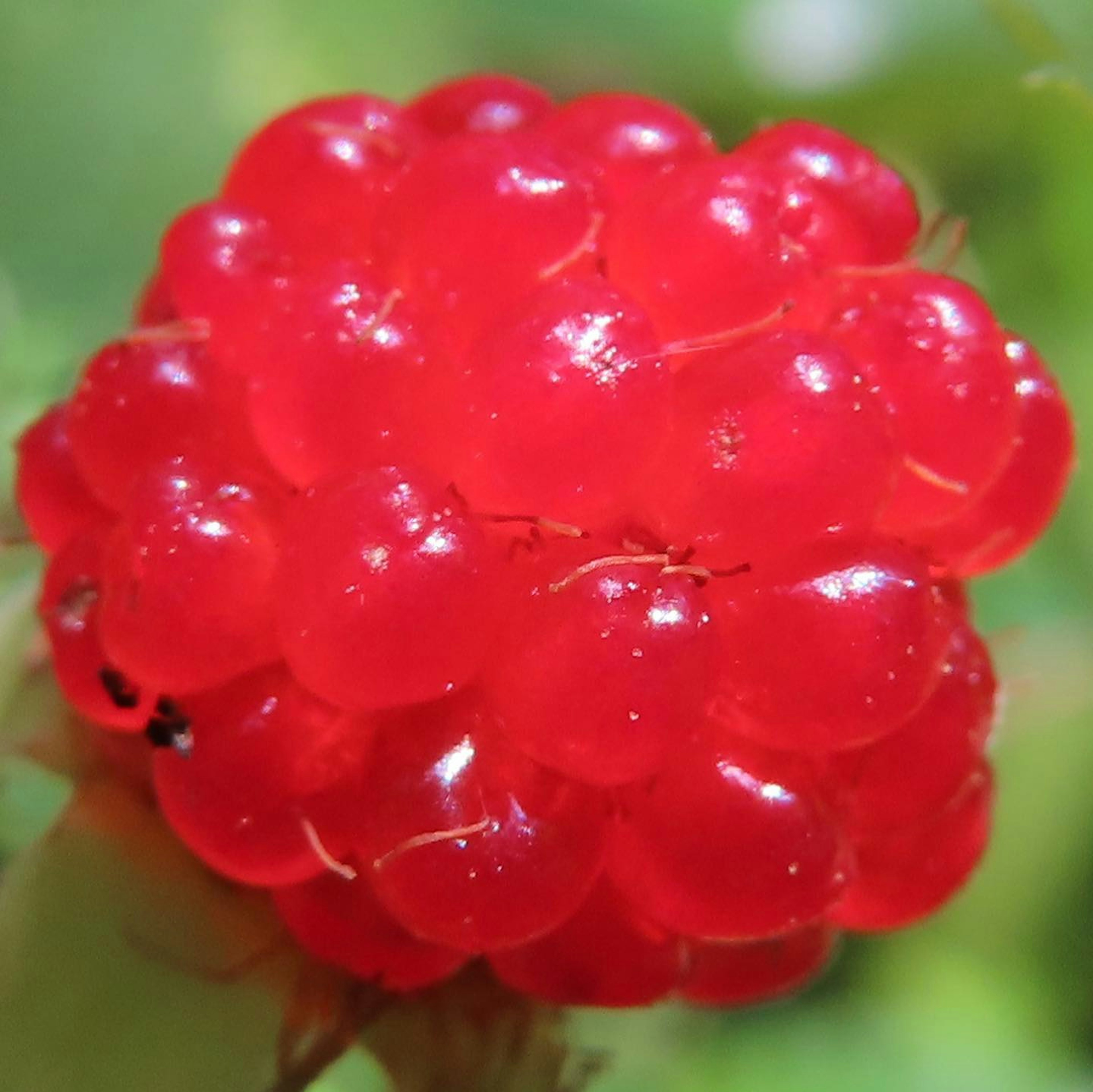 Gros plan d'une framboise rouge vibrante