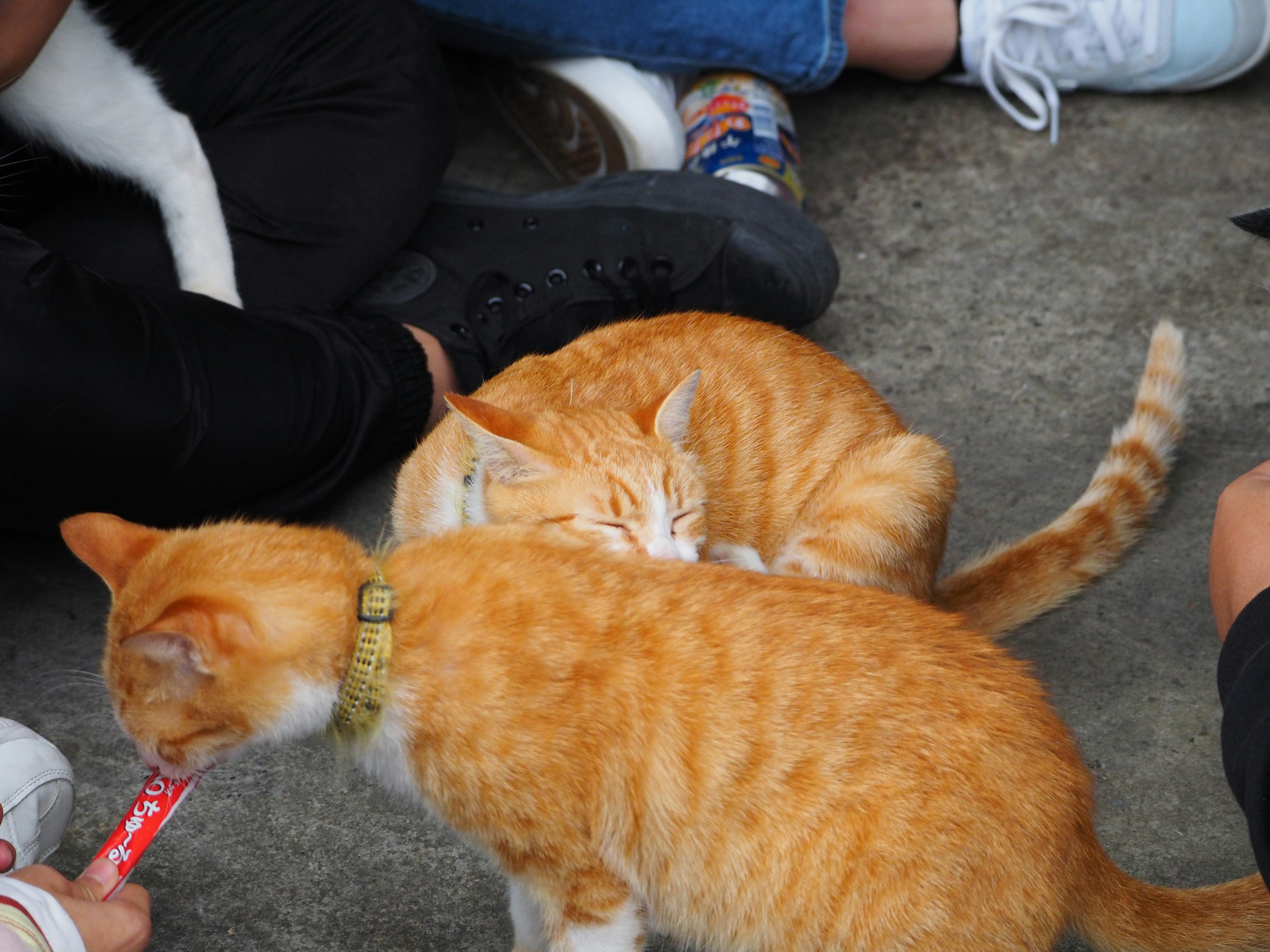 二匹のオレンジ色の猫が人々の周りにいる