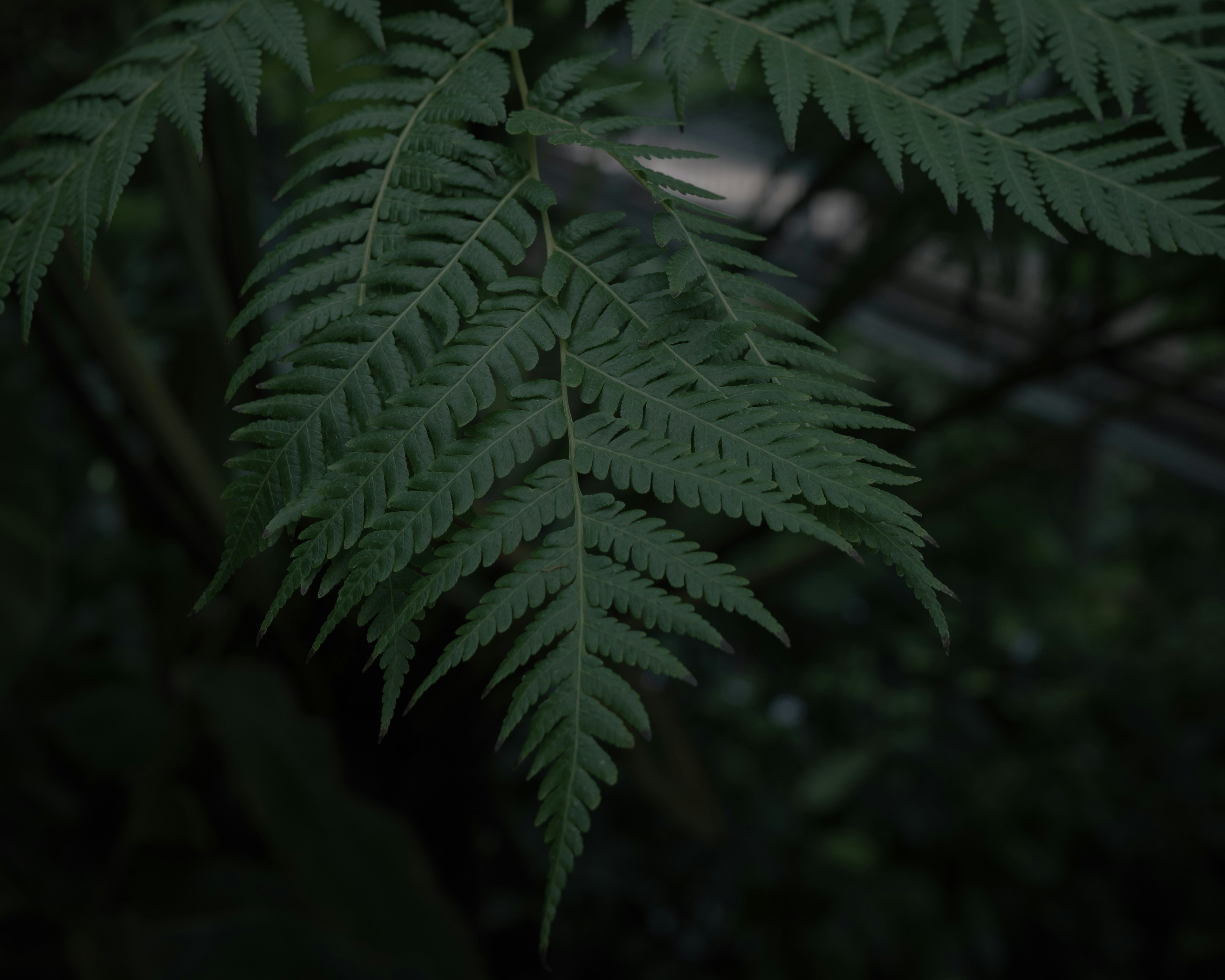 A green fern leaf stands out against a dark background