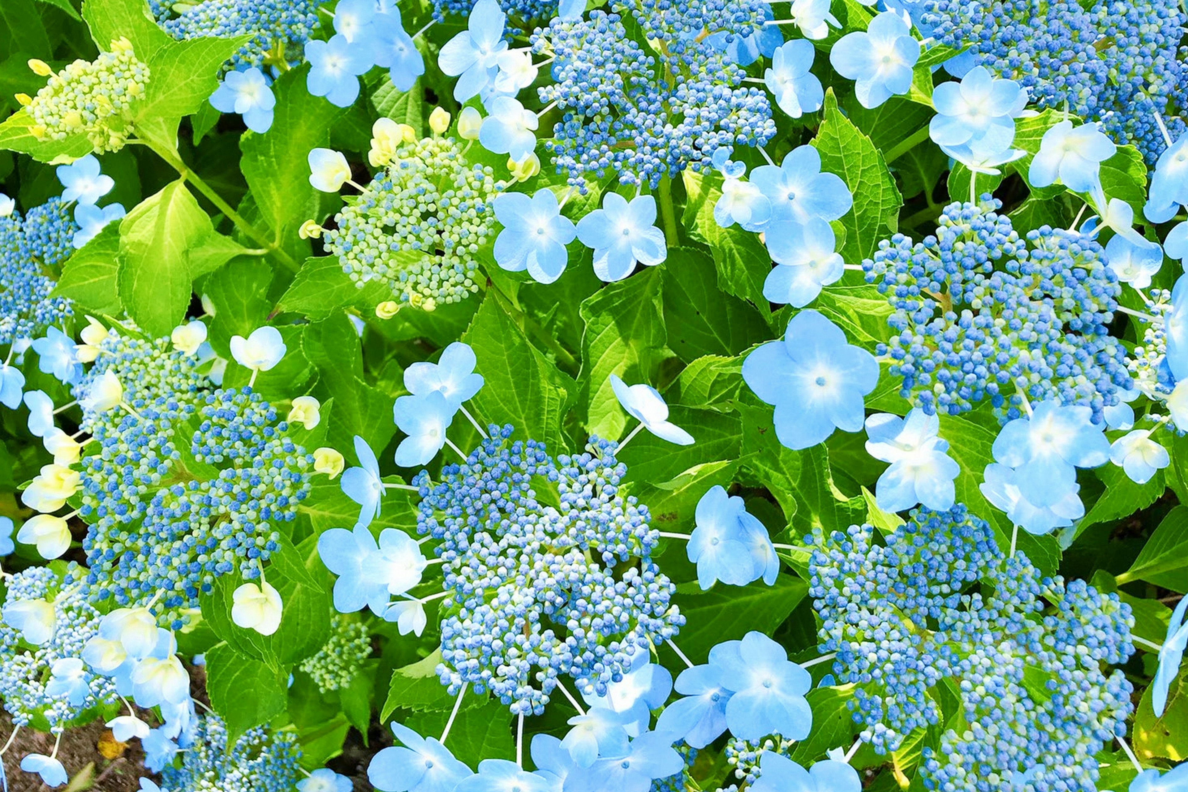 Flores azules con hojas verdes en un jardín vibrante