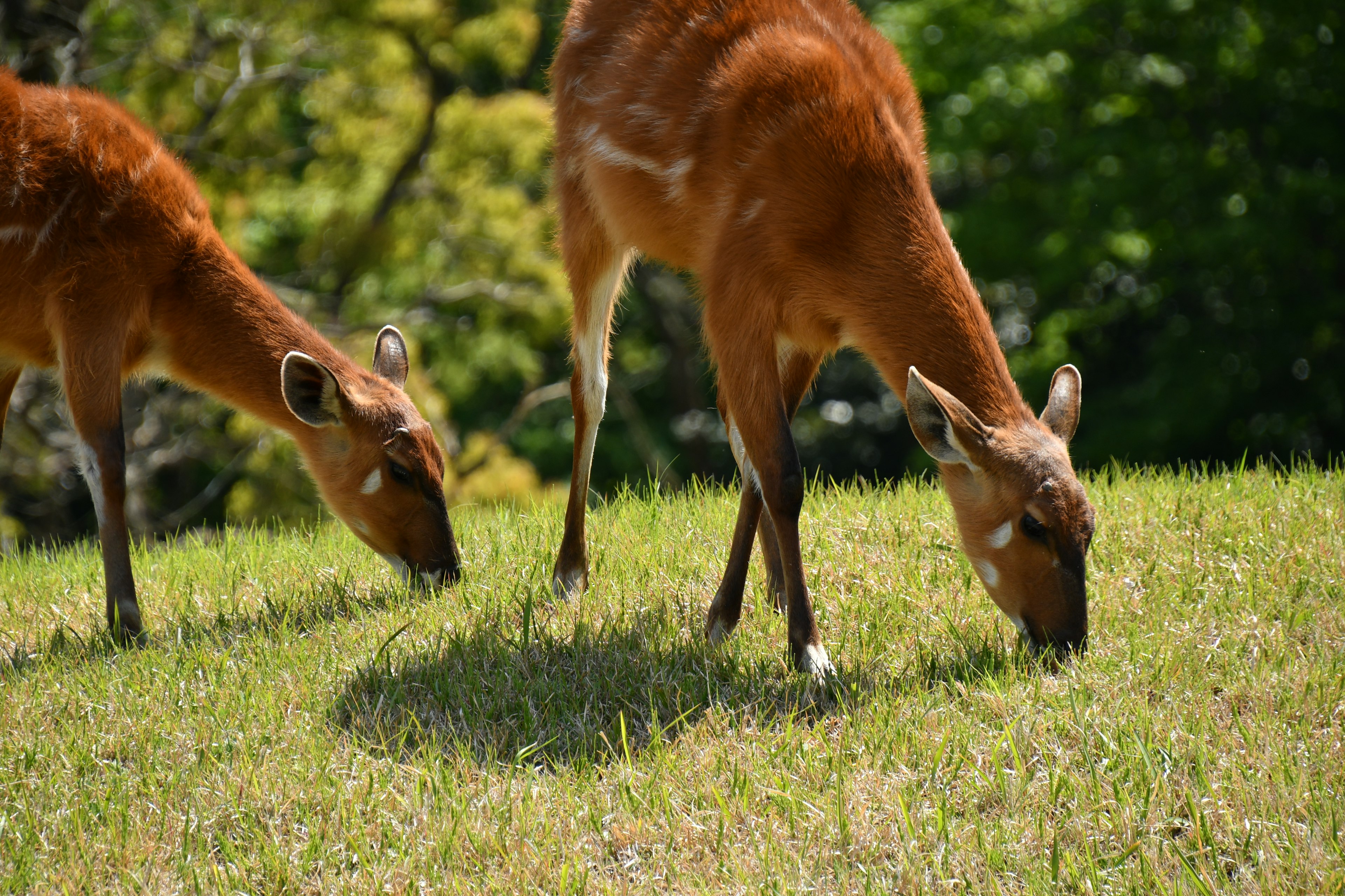 Due cervi che pascolano su erba verde in un paesaggio lussureggiante