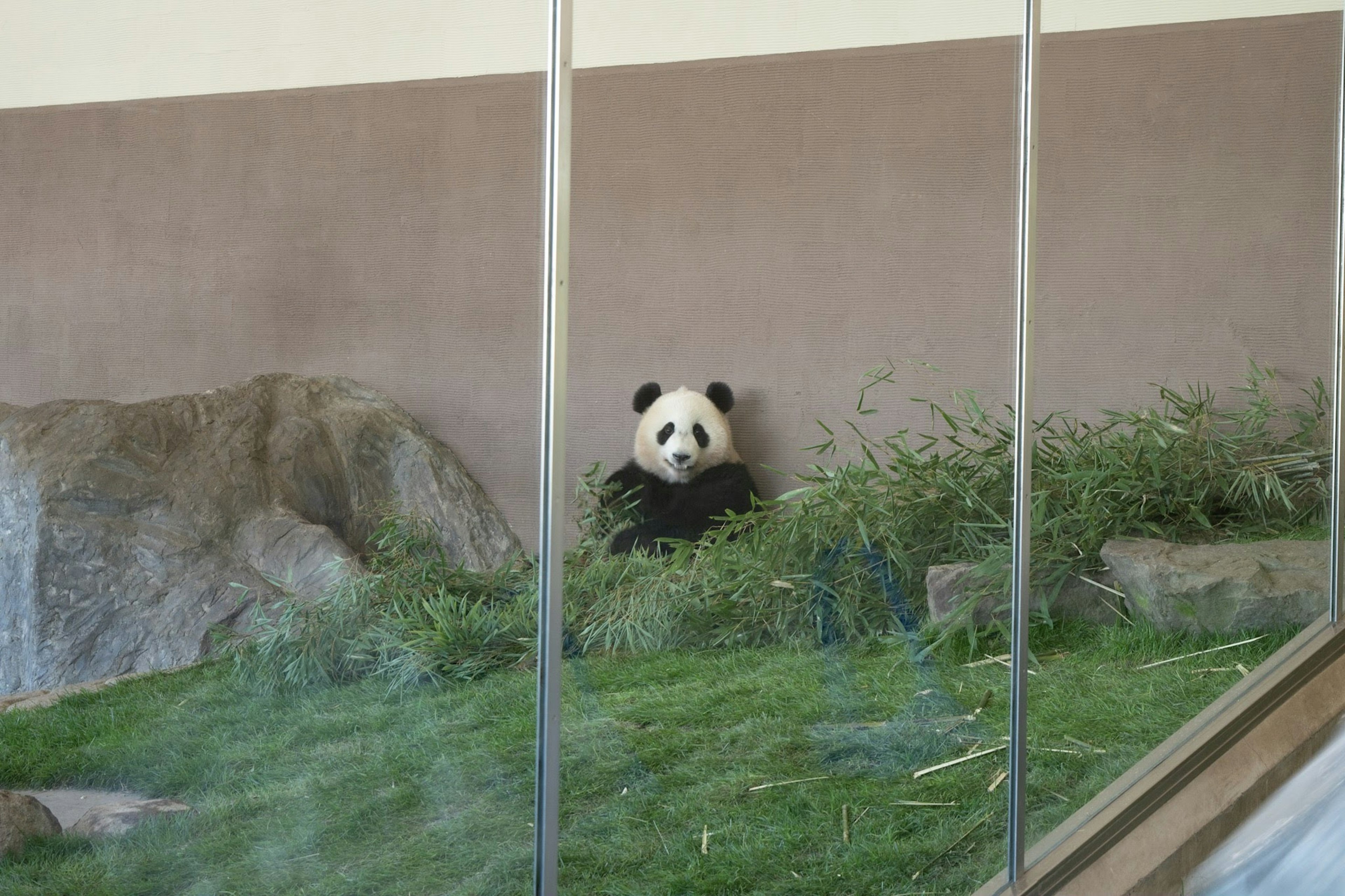 Un panda assis dans l'herbe visible à travers le verre