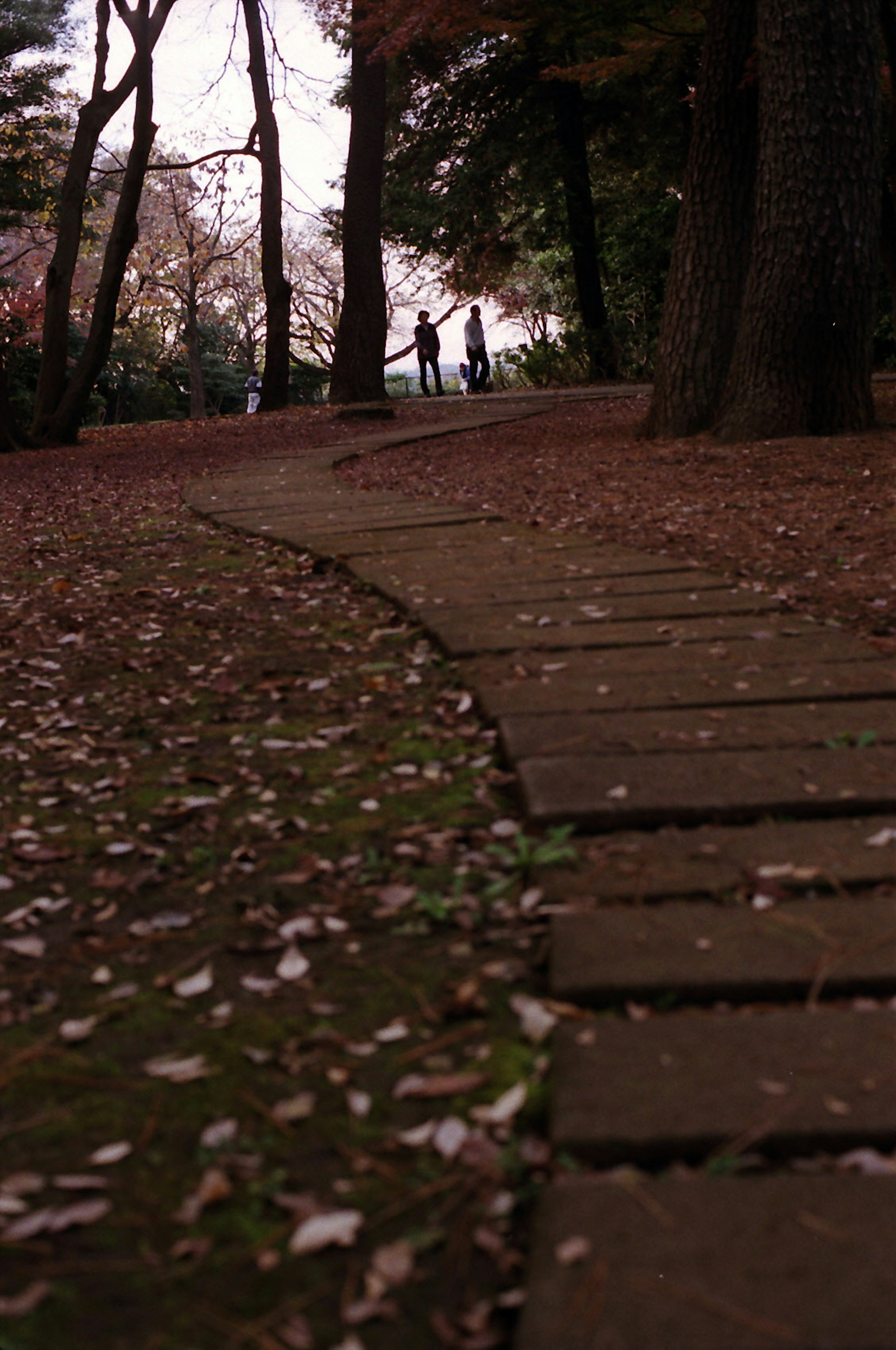 Camino curvado en un parque rodeado de hojas de otoño esparcidas