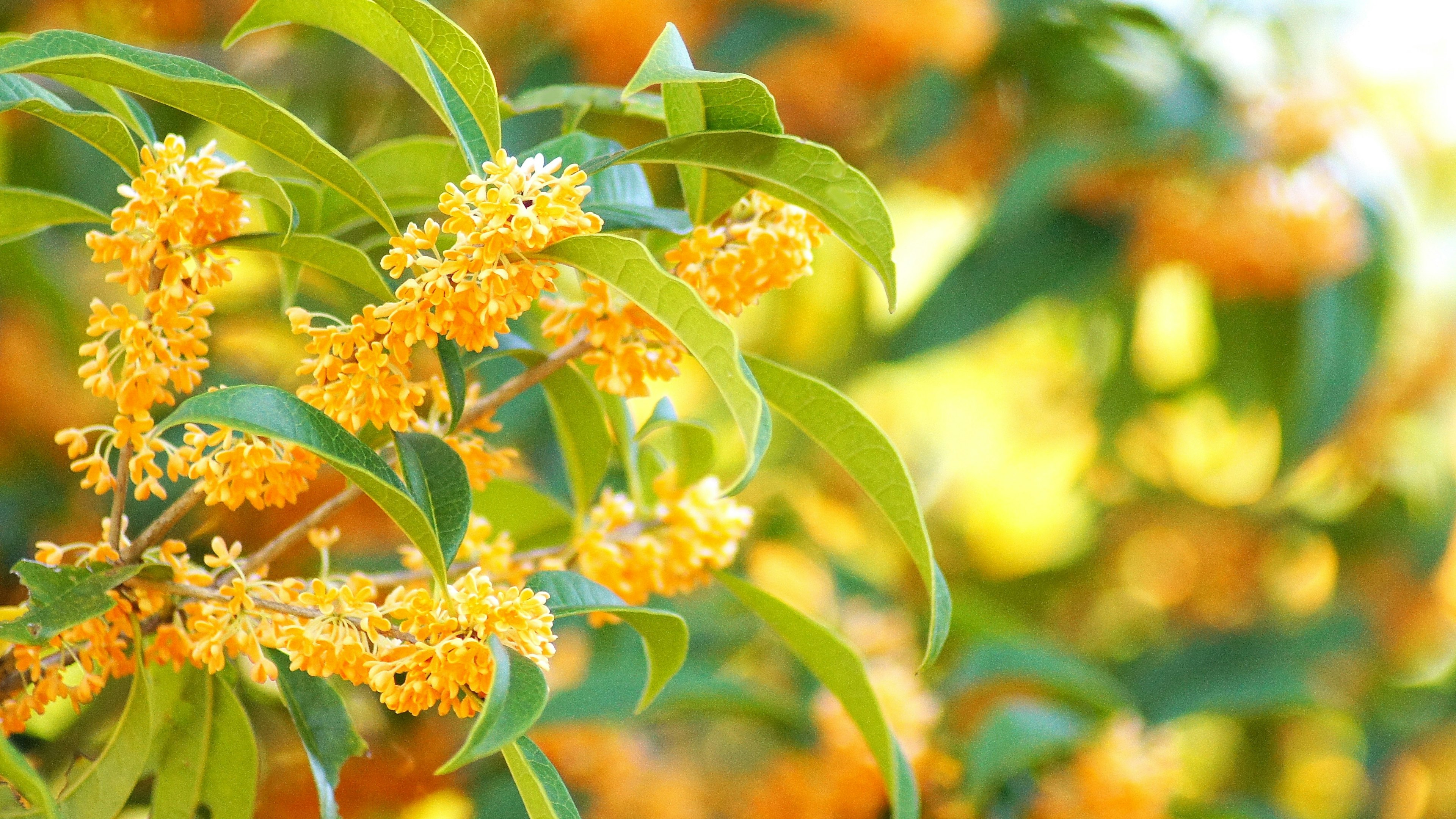 Branche avec des fleurs orange vif et des feuilles vertes