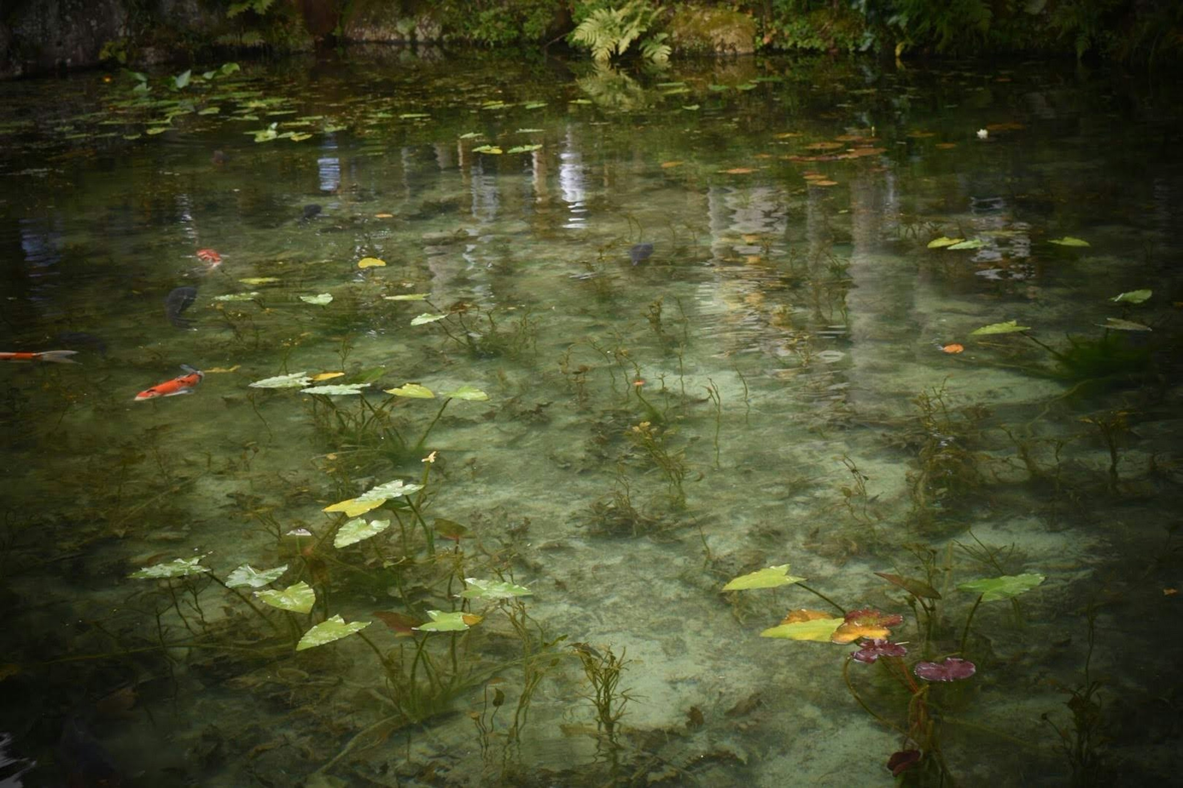 Surface d'eau claire avec des feuilles vertes flottantes et des plantes aquatiques colorées