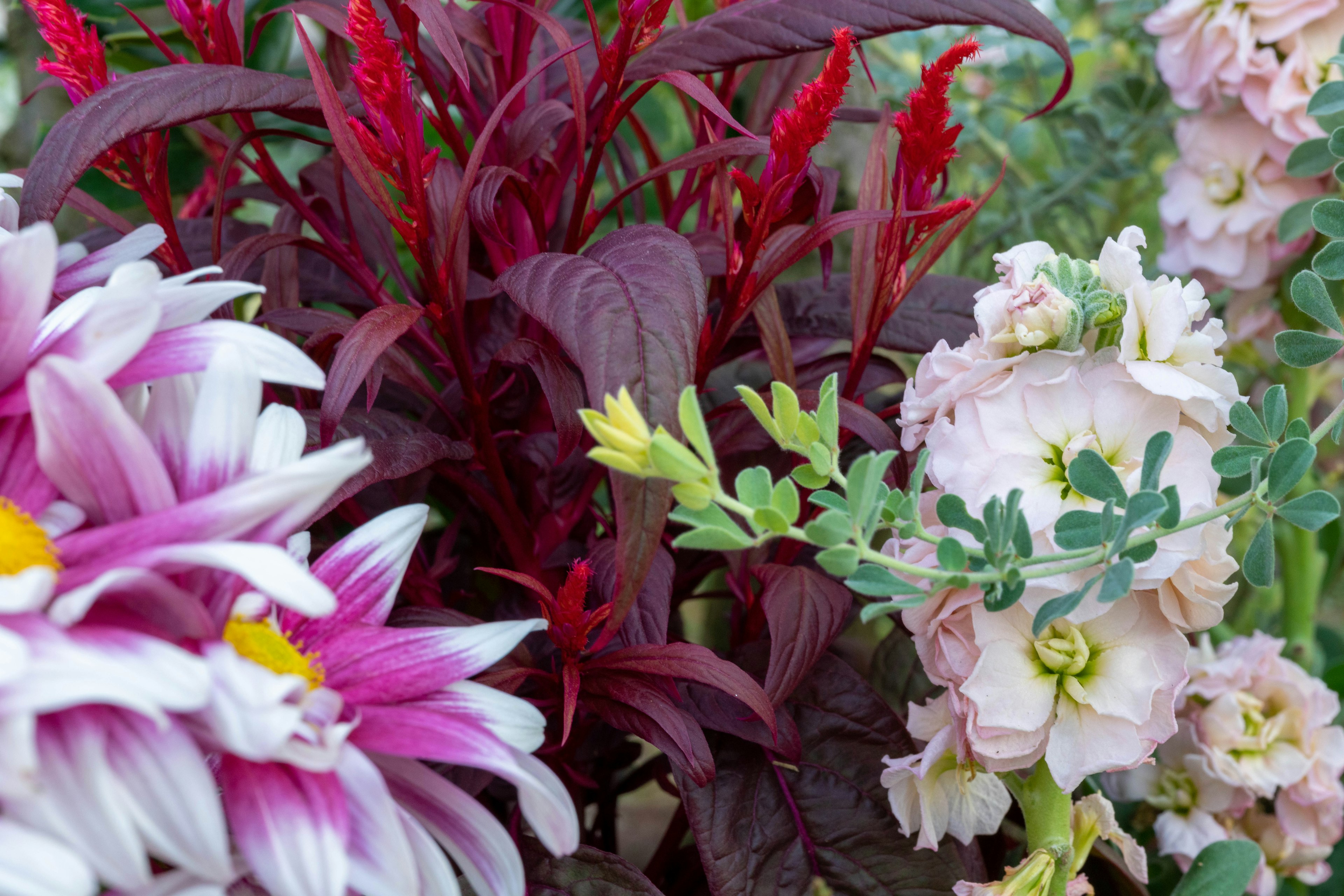 Ein lebhaftes Arrangement verschiedener Blumen in Rosa- und Rottönen