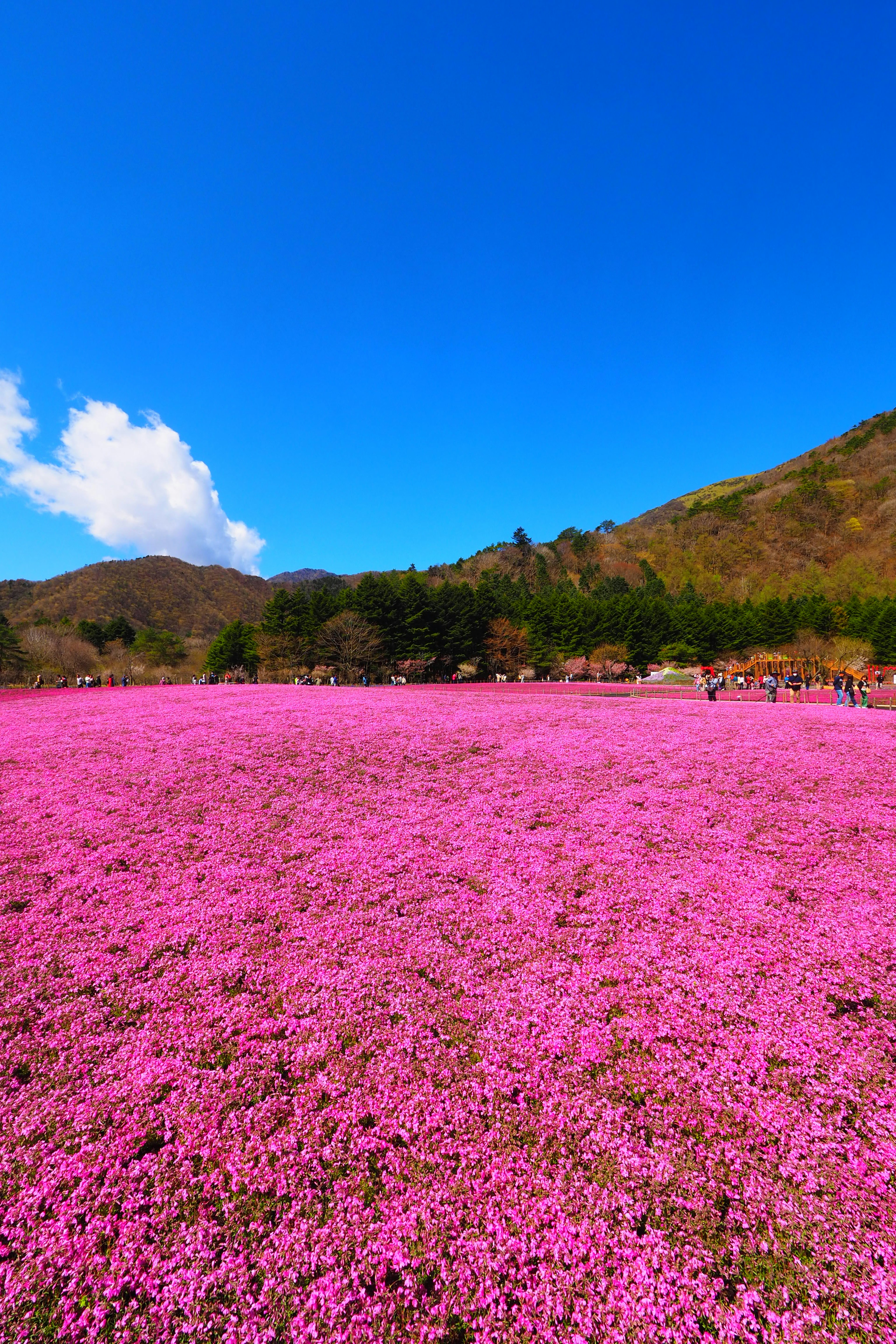 青空の下に広がるピンクの花畑と山の風景