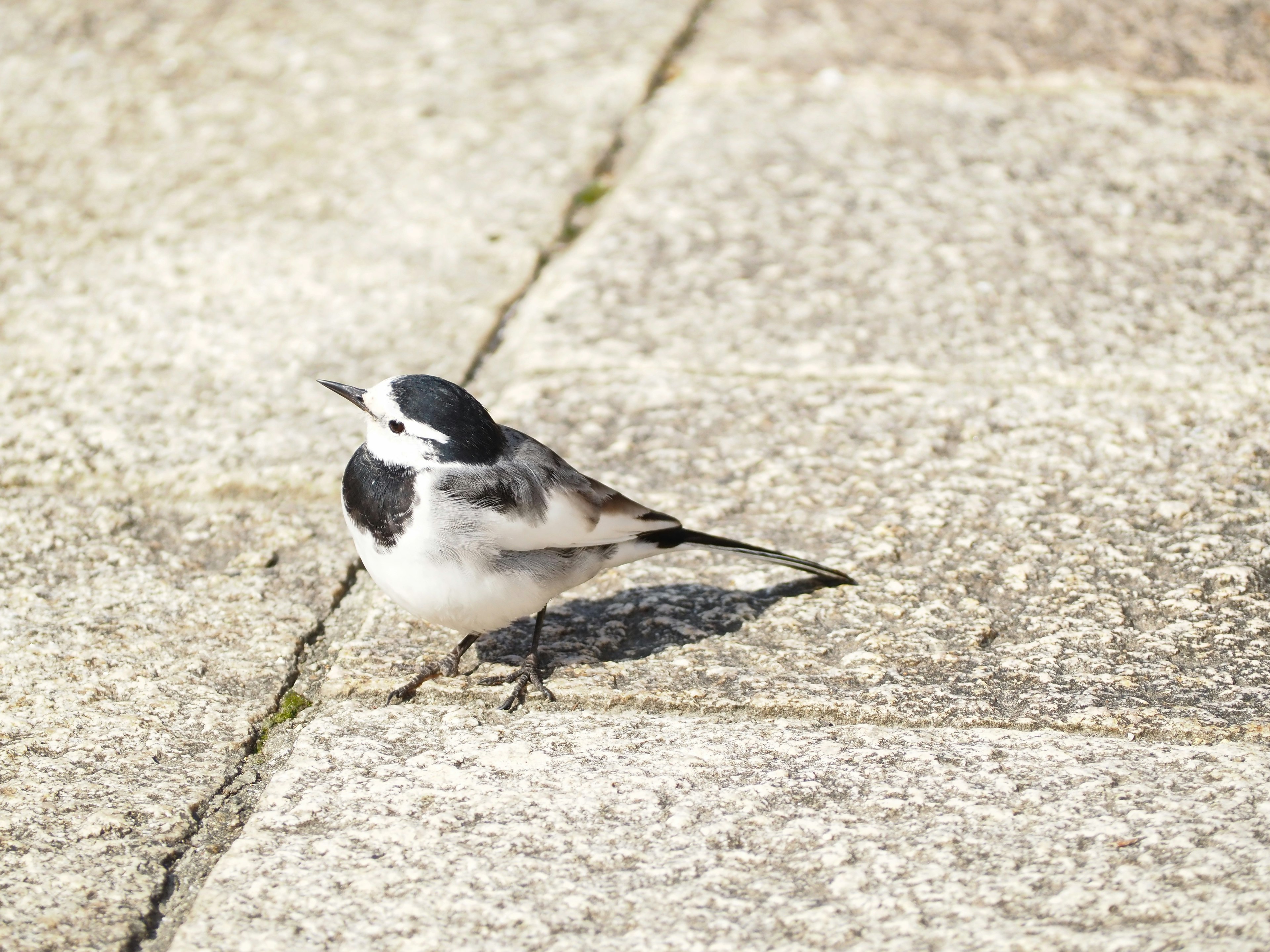 Un pequeño pájaro blanco y negro parado sobre un pavimento de piedra