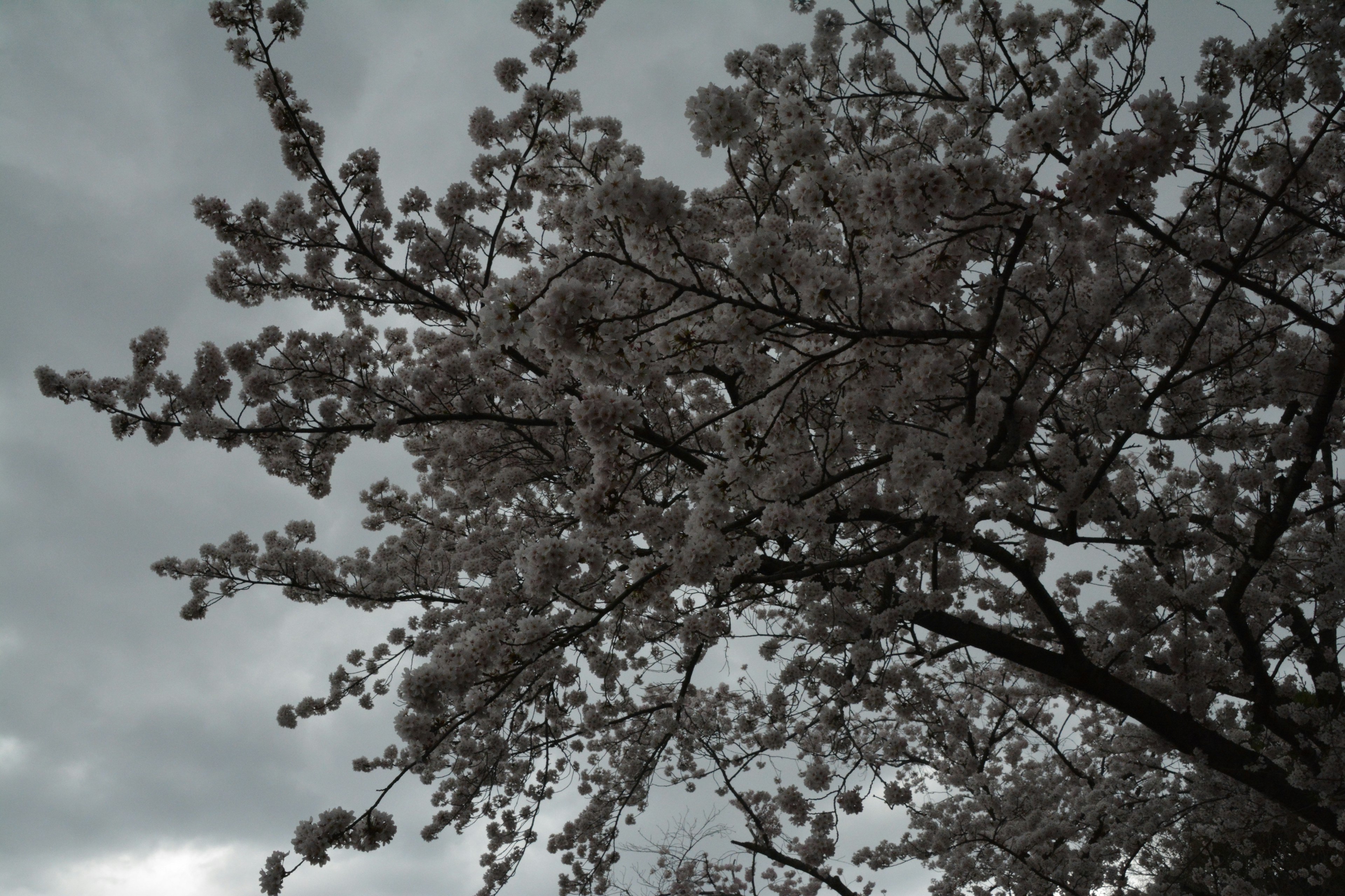 Close-up of cherry blossoms under a cloudy sky