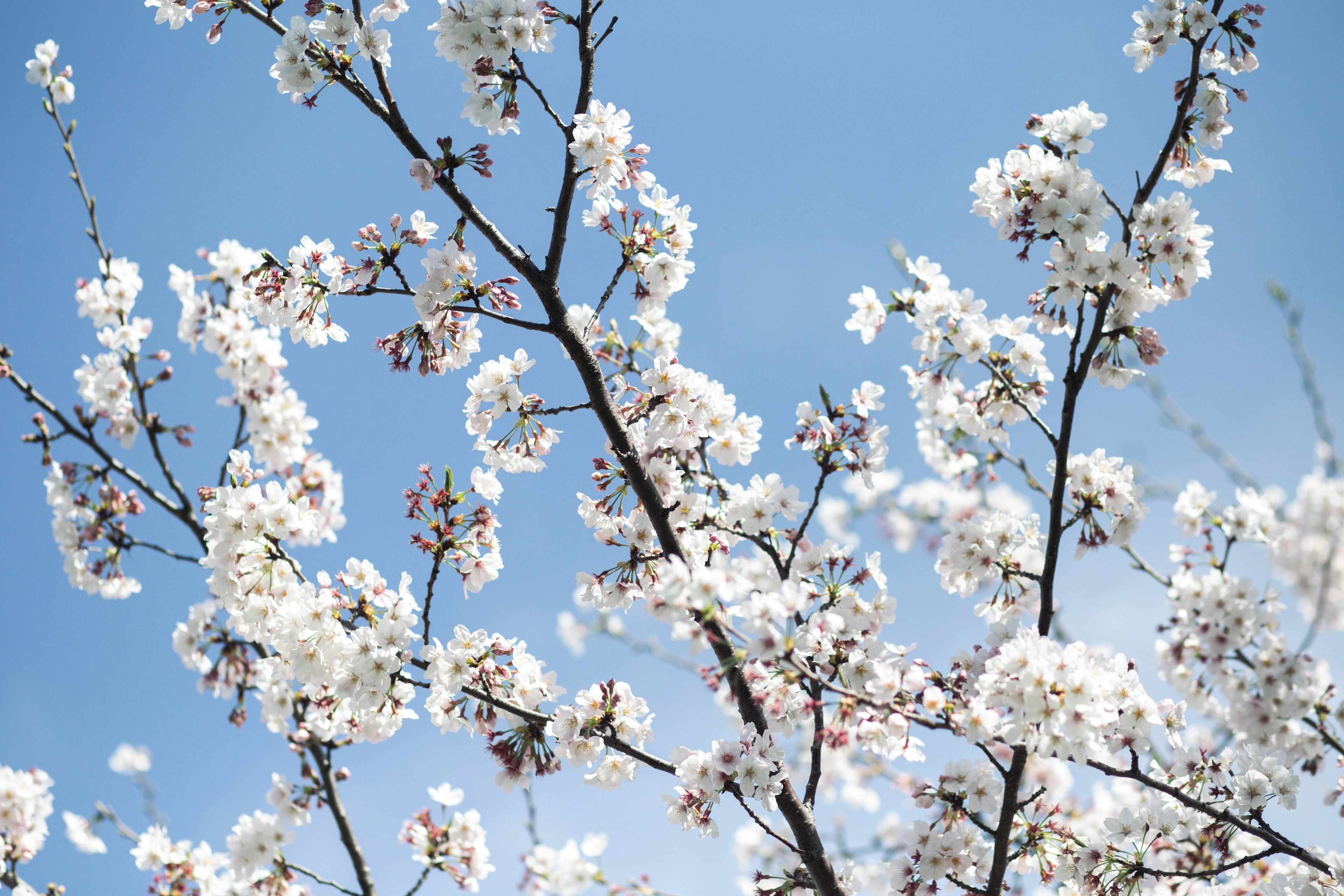 青空を背景に咲く白い桜の花の枝