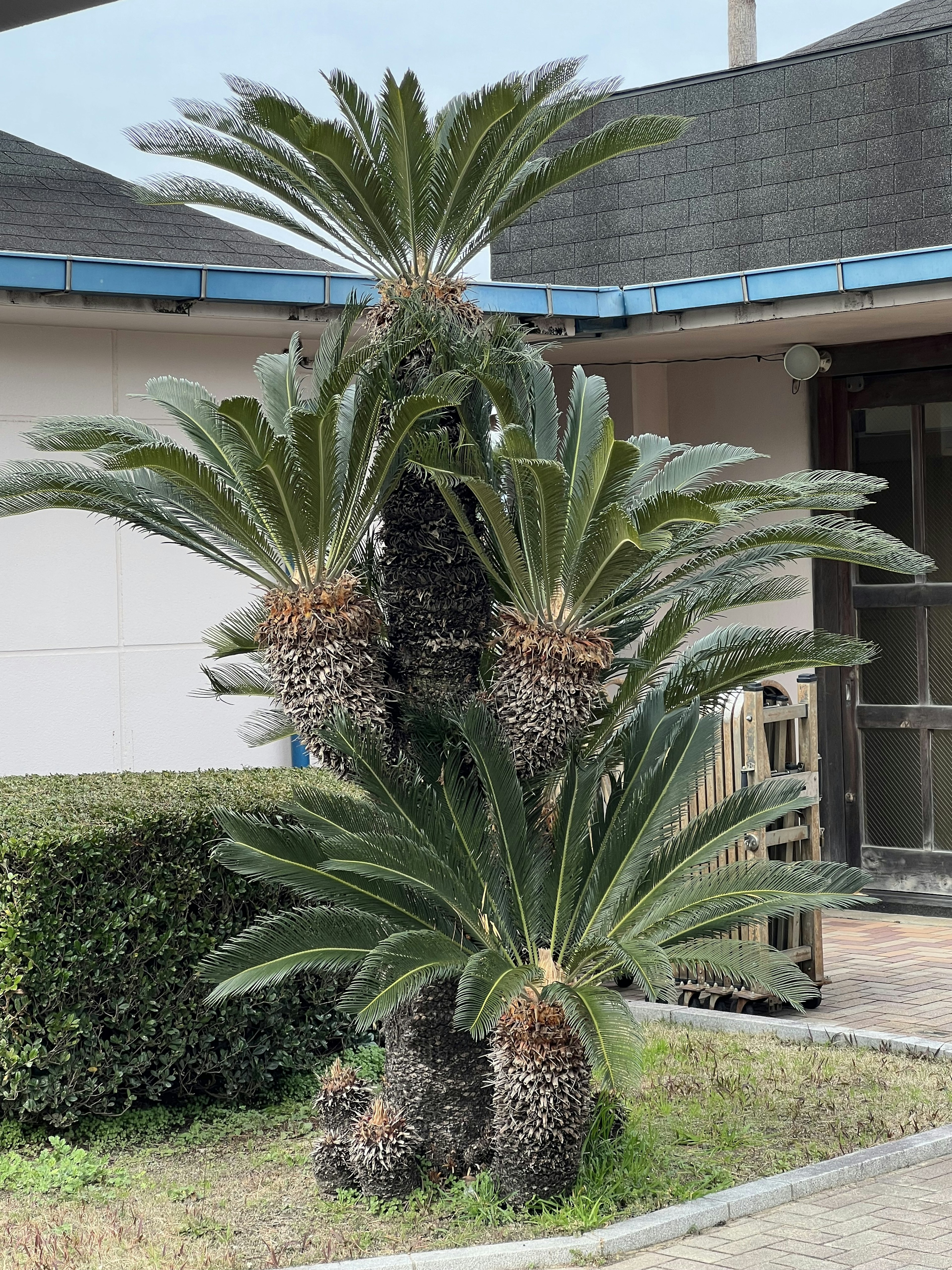 A striking palm tree with lush green fronds and visible fruit in a garden setting