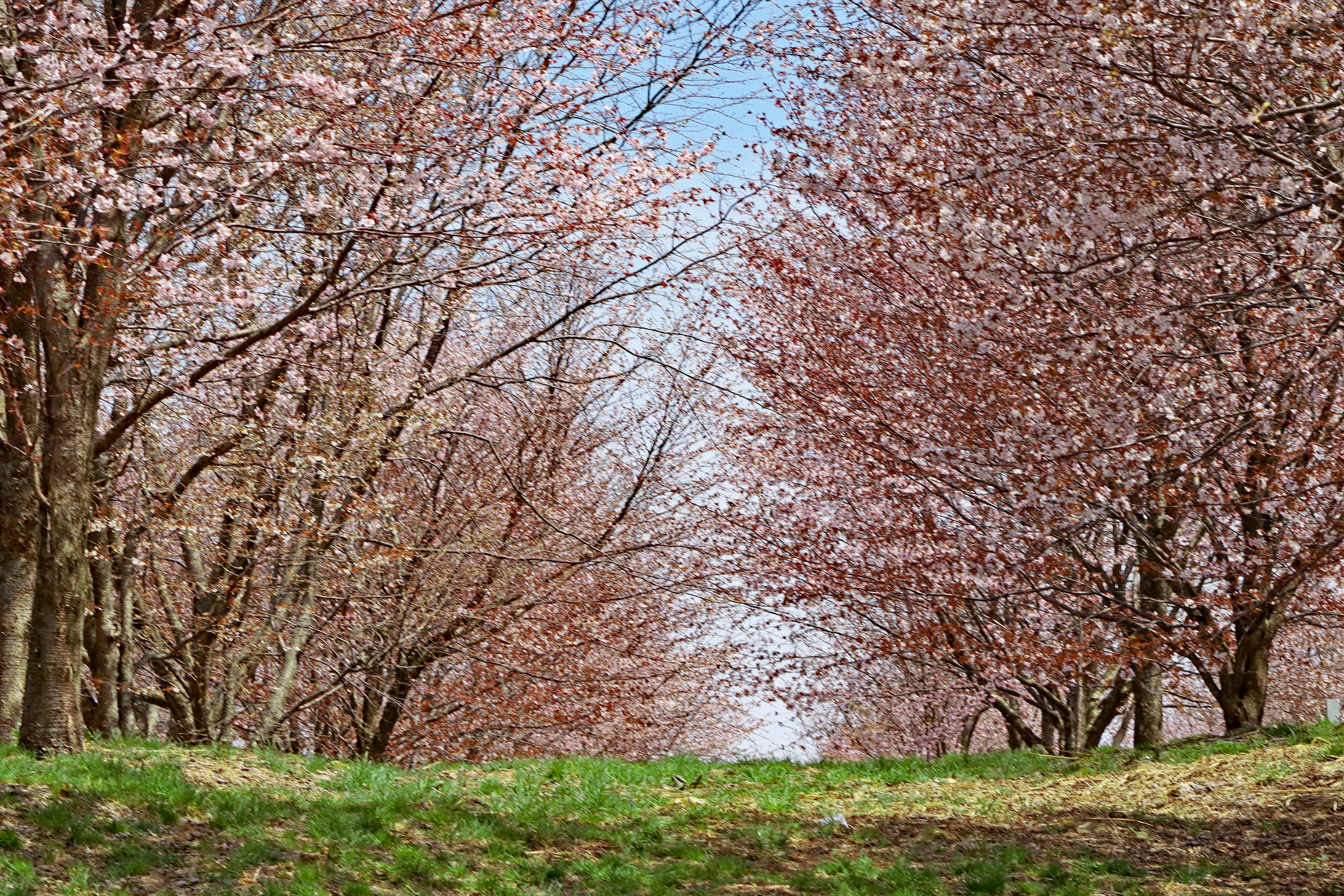 Un bel sentiero fiancheggiato da alberi di ciliegio in fiore e un cielo blu sullo sfondo