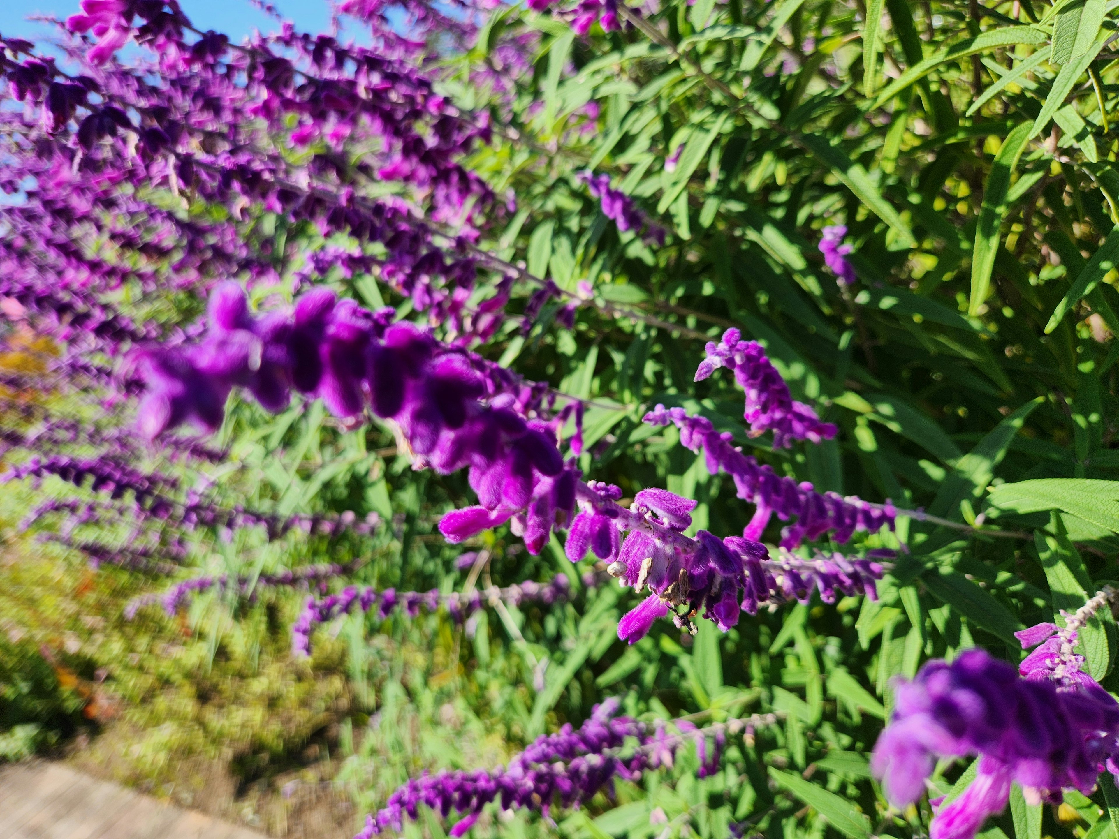 鮮やかな紫色の花が咲く植物のクローズアップ