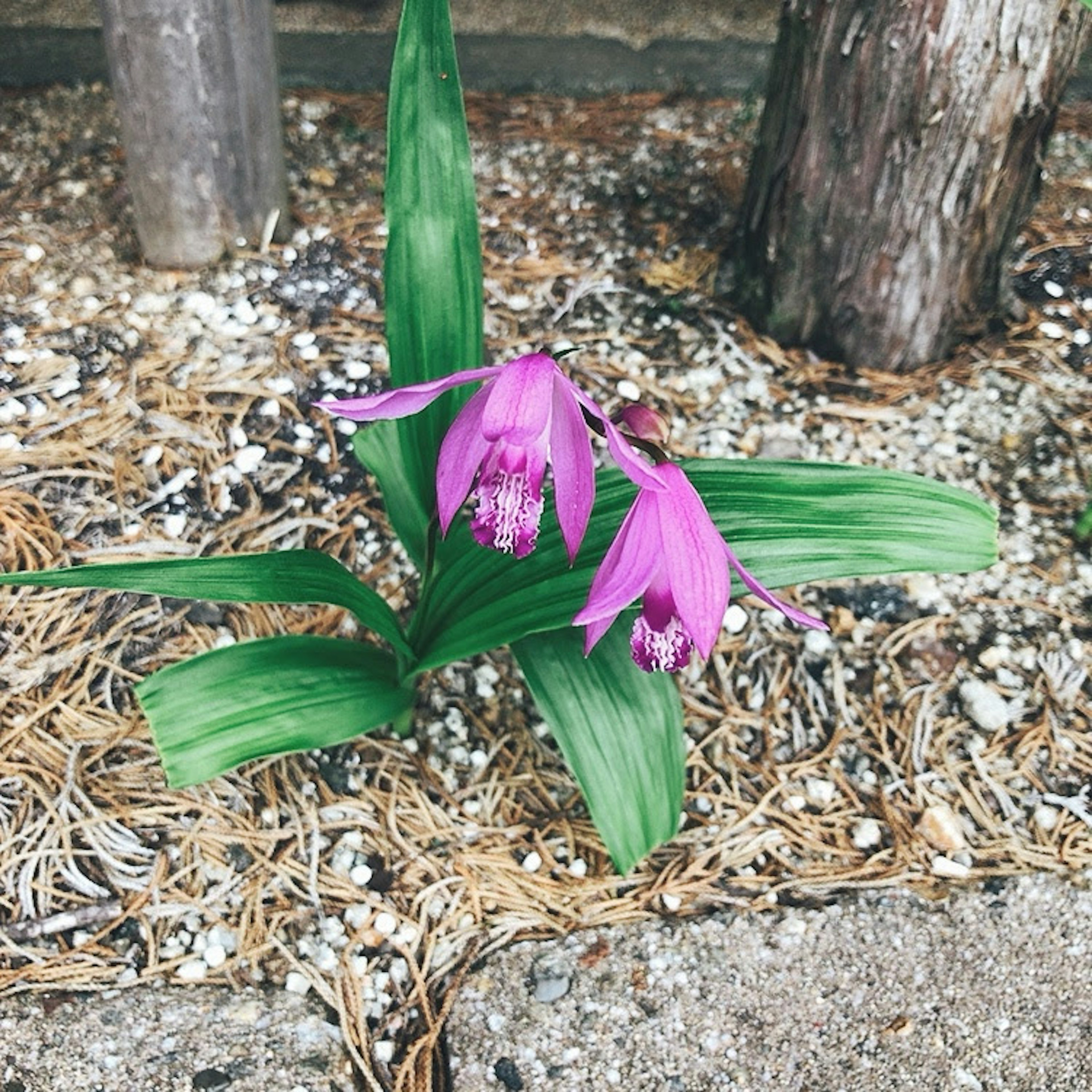 Orchid plant featuring green leaves and pink flowers