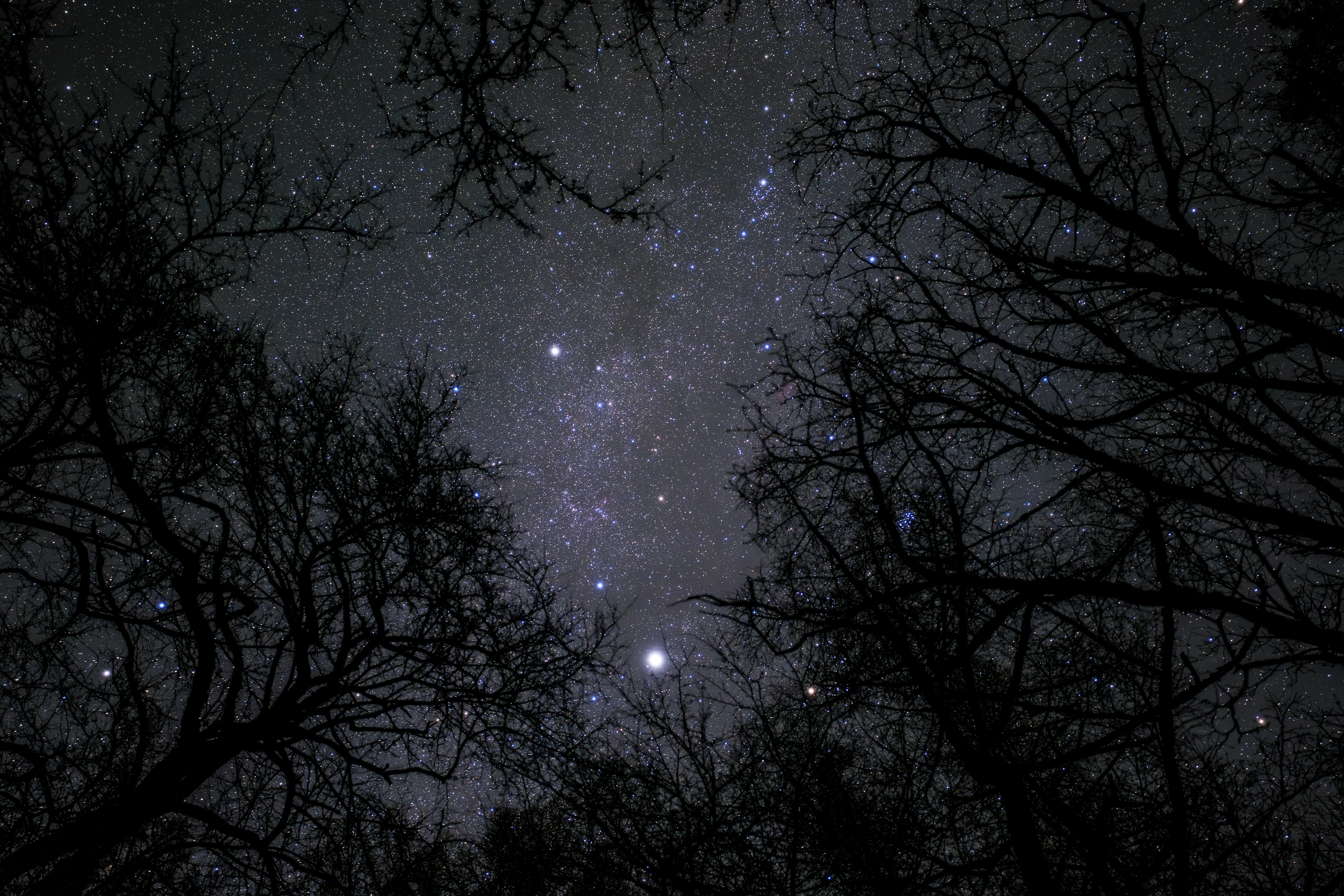 Cielo notturno pieno di stelle visto attraverso i rami degli alberi