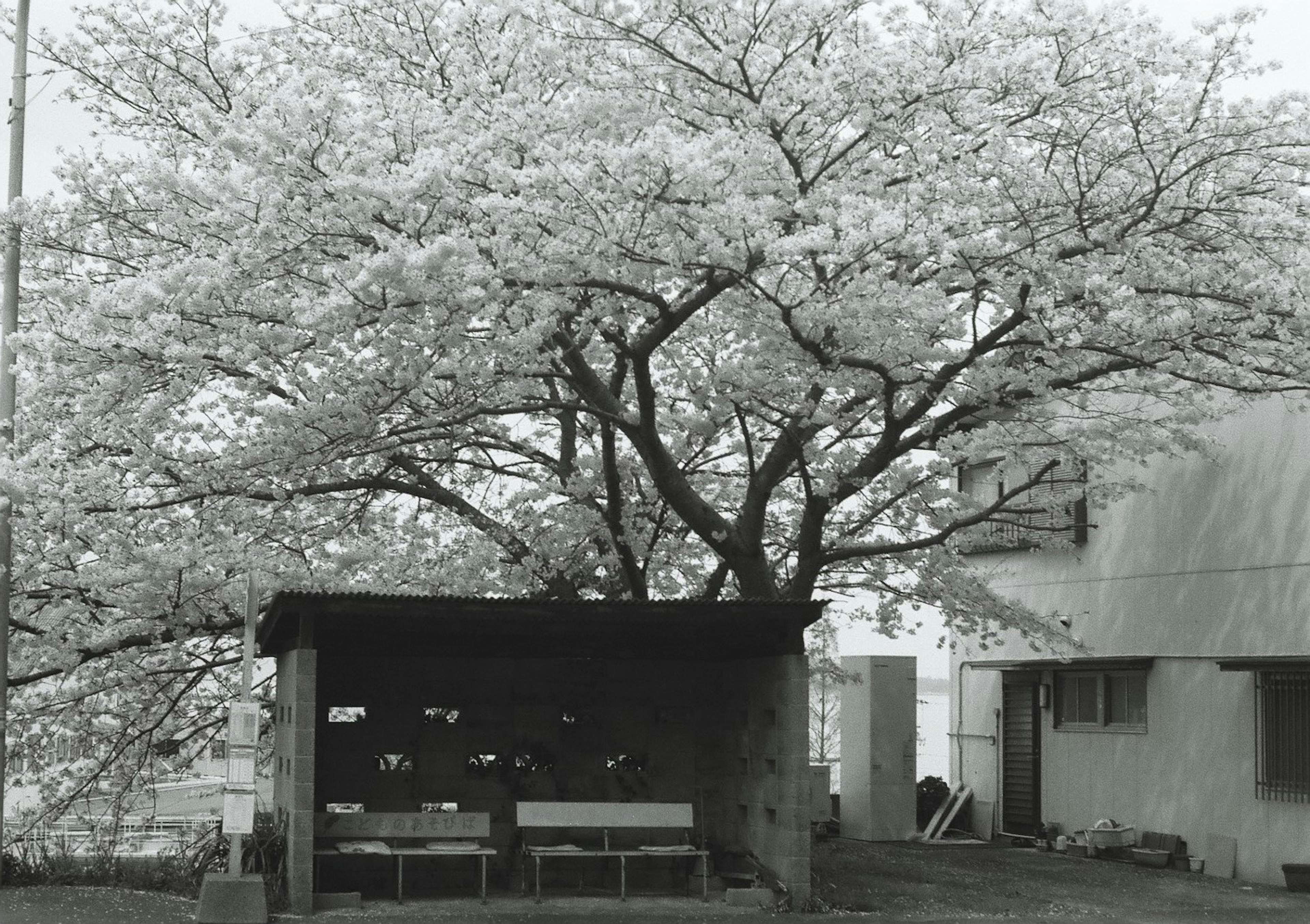 Foto hitam putih pohon sakura dengan bangku dan tempat berlindung