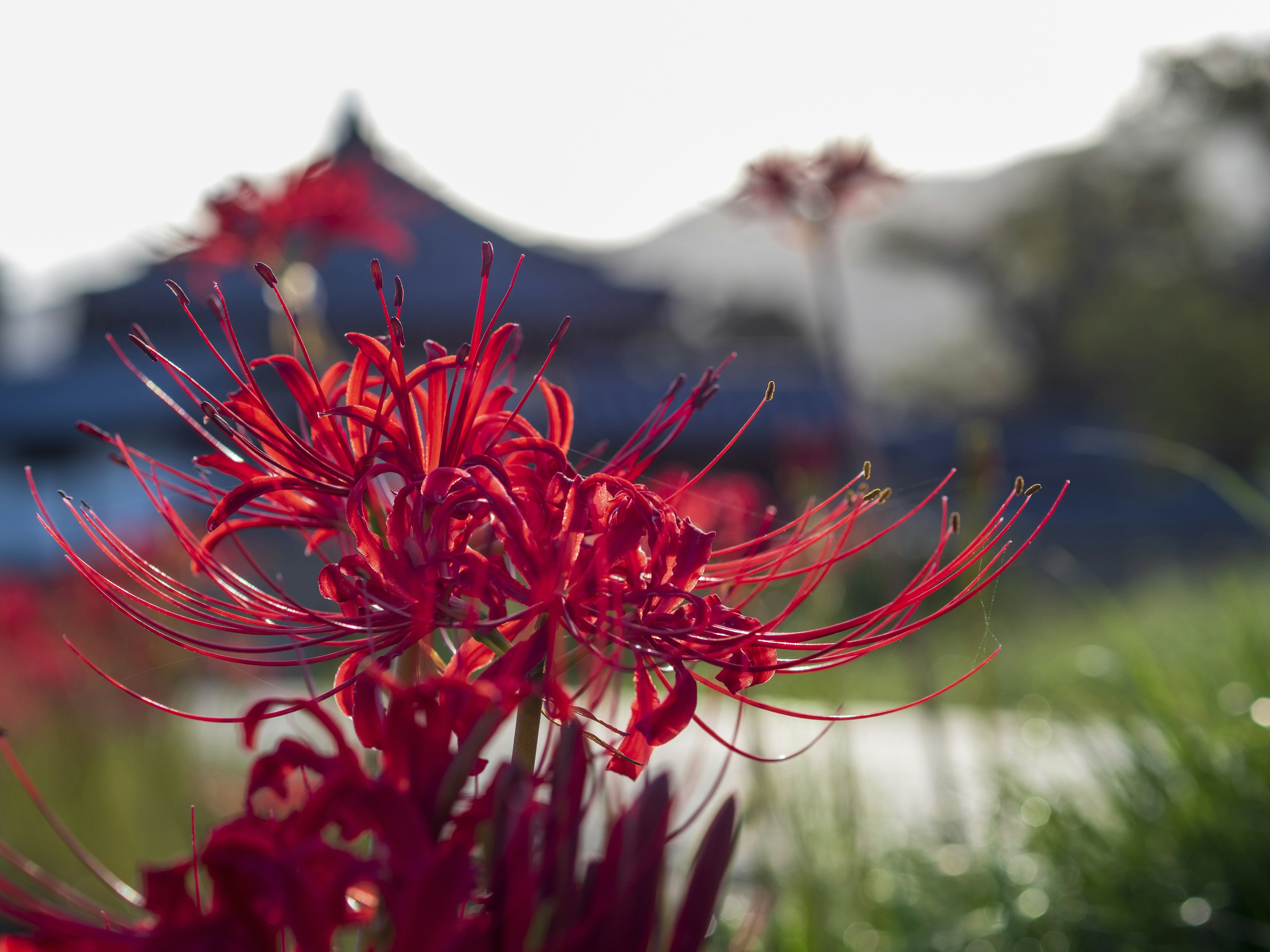 Red spider lilies bloom beautifully in the foreground with a building in the background