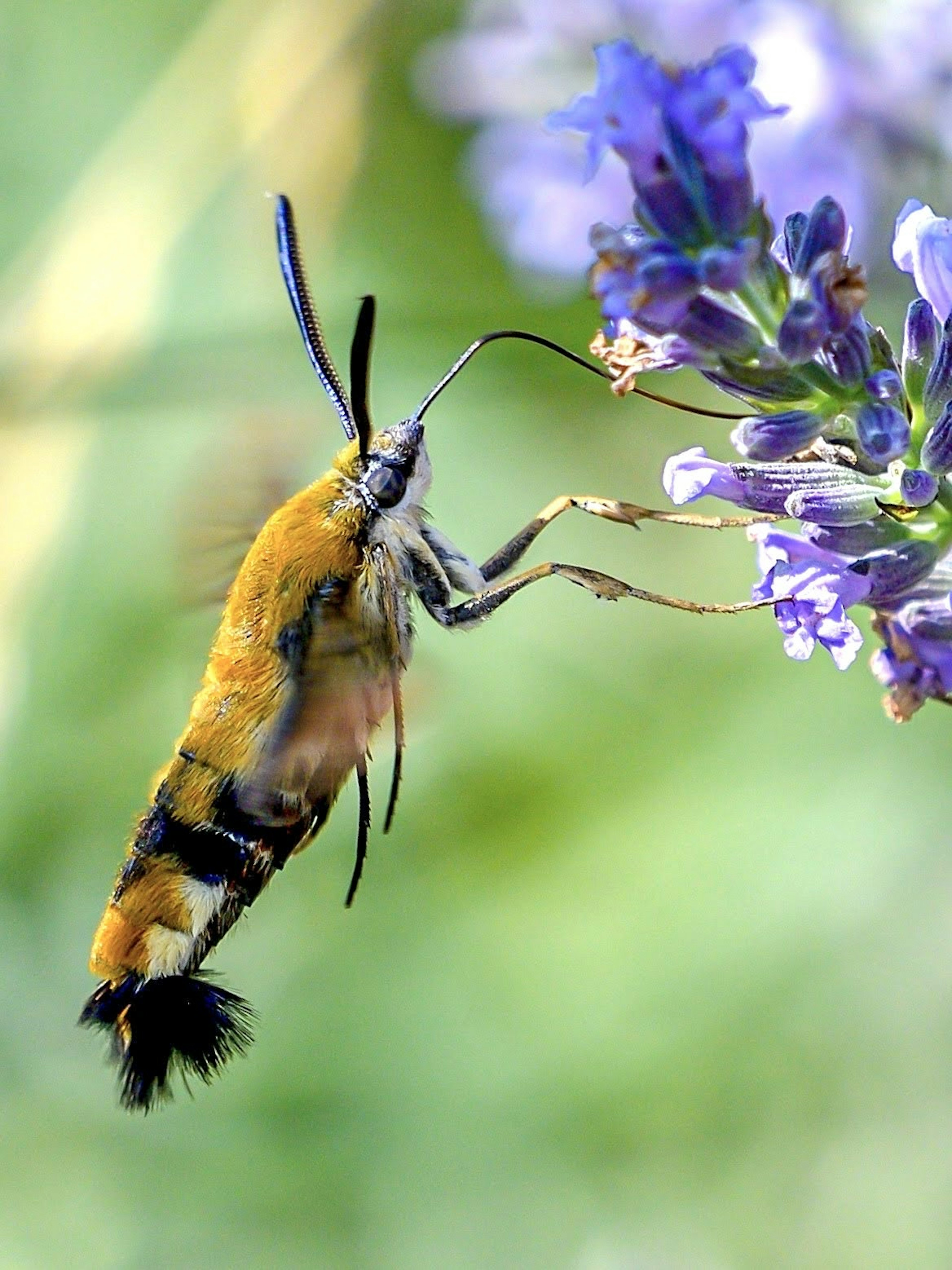 Insecte avec des motifs jaunes et noirs vifs posé sur une fleur violette