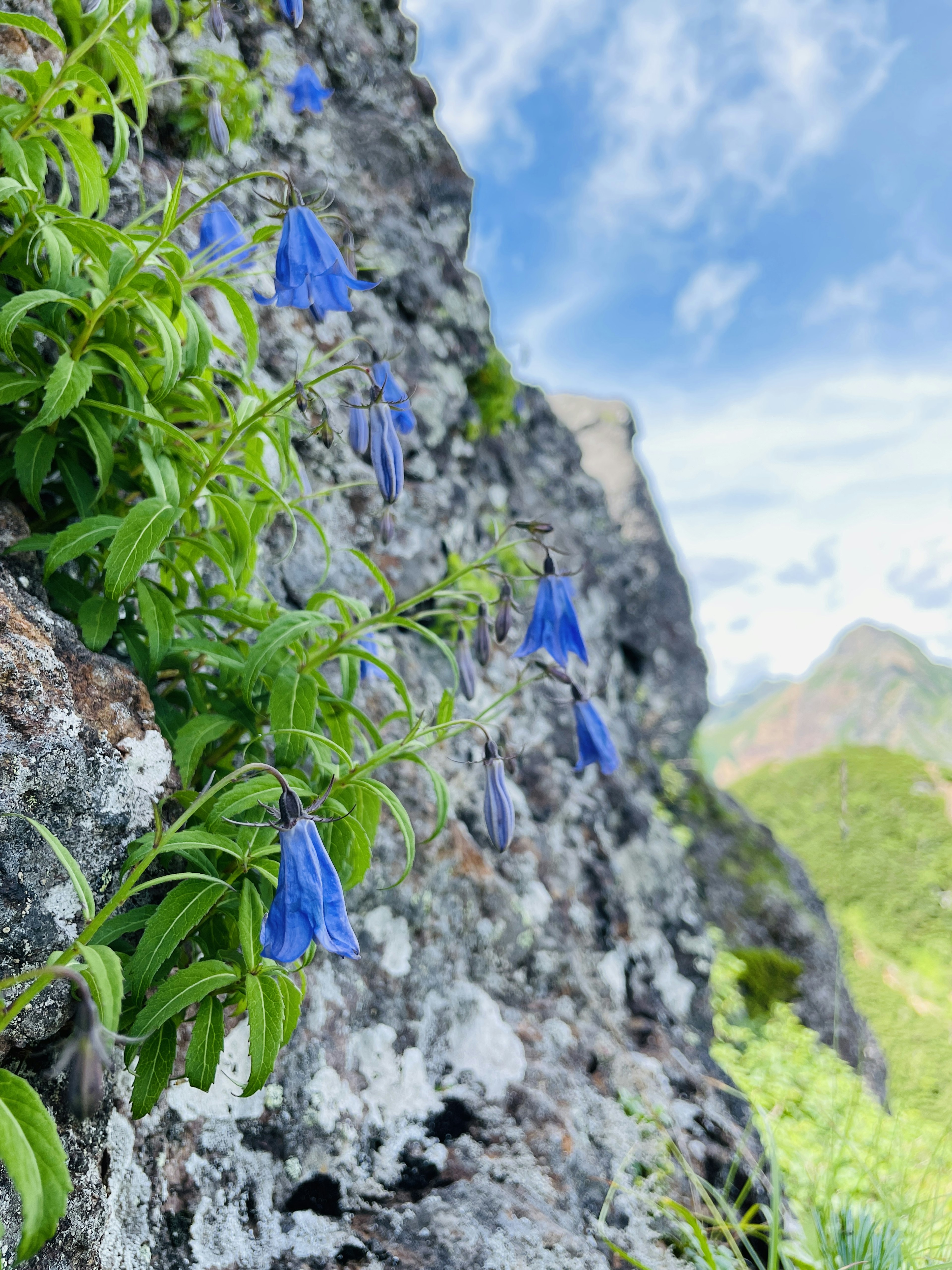 Fleurs bleues et feuilles vertes poussant sur une surface rocheuse